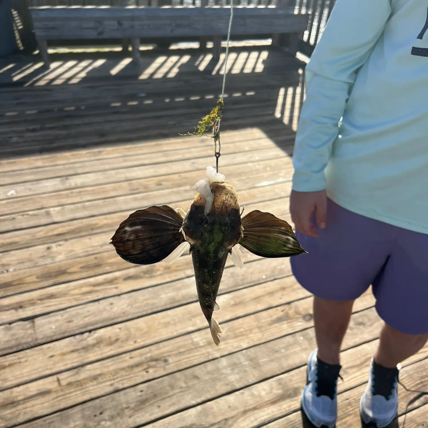 The most recent Flying gurnard catches on Fishbrain