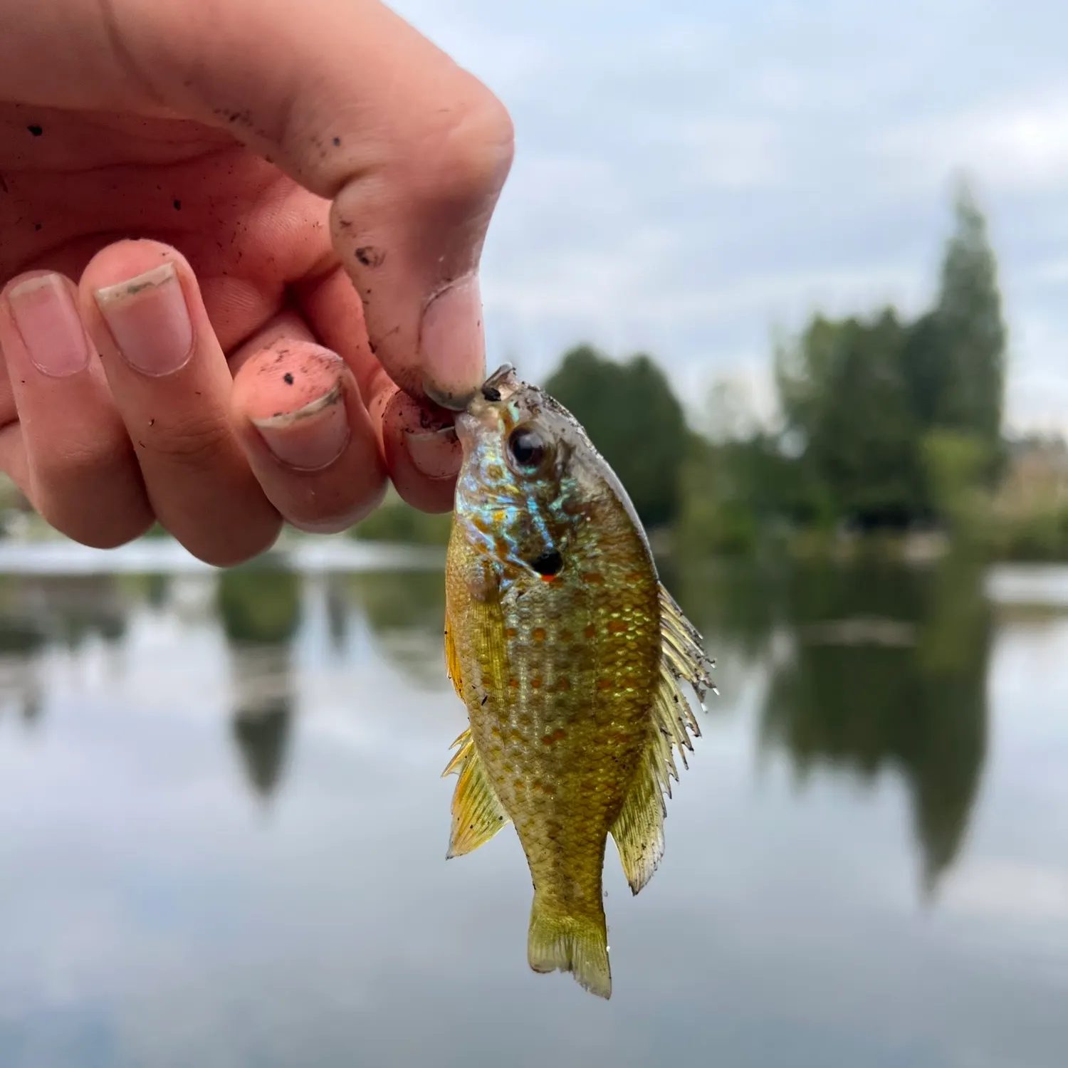 Pumpkinseed caught on Fishbrain