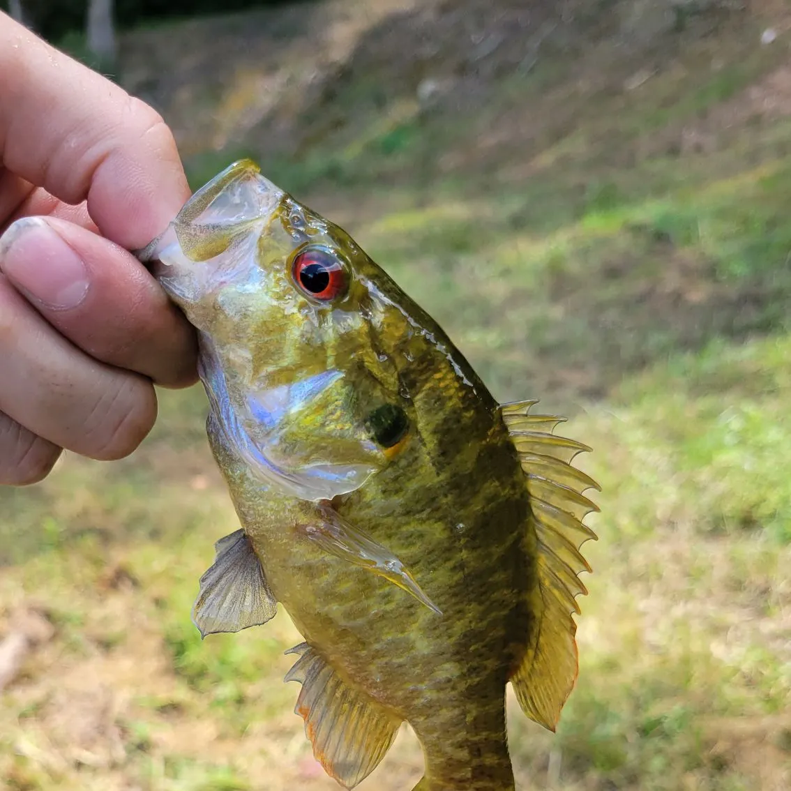 Warmouth caught on Fishbrain