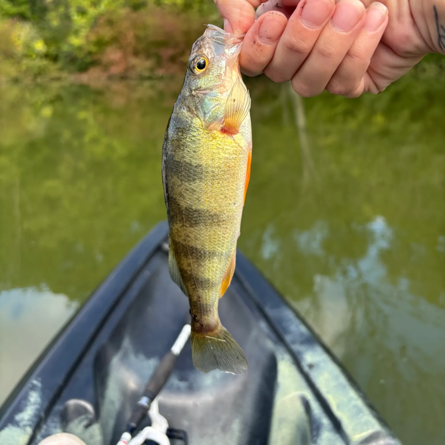 Yellow perch caught on Fishbrain