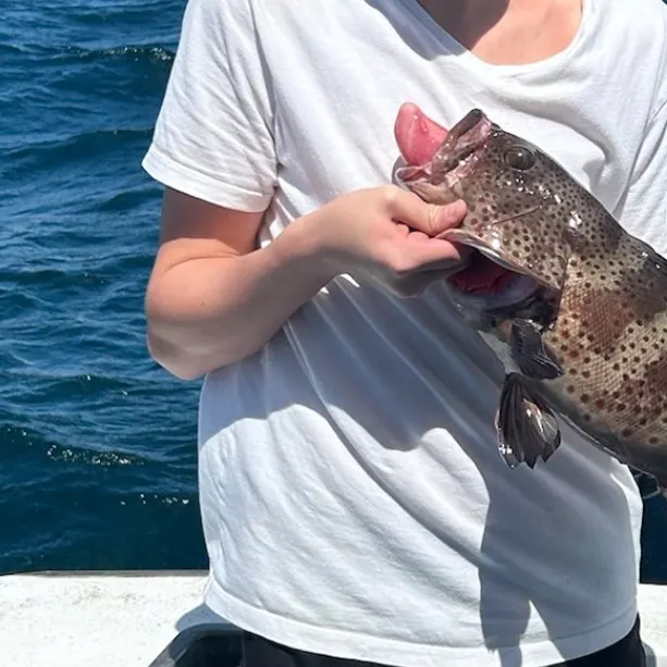 The most recent Greasy grouper catches on Fishbrain