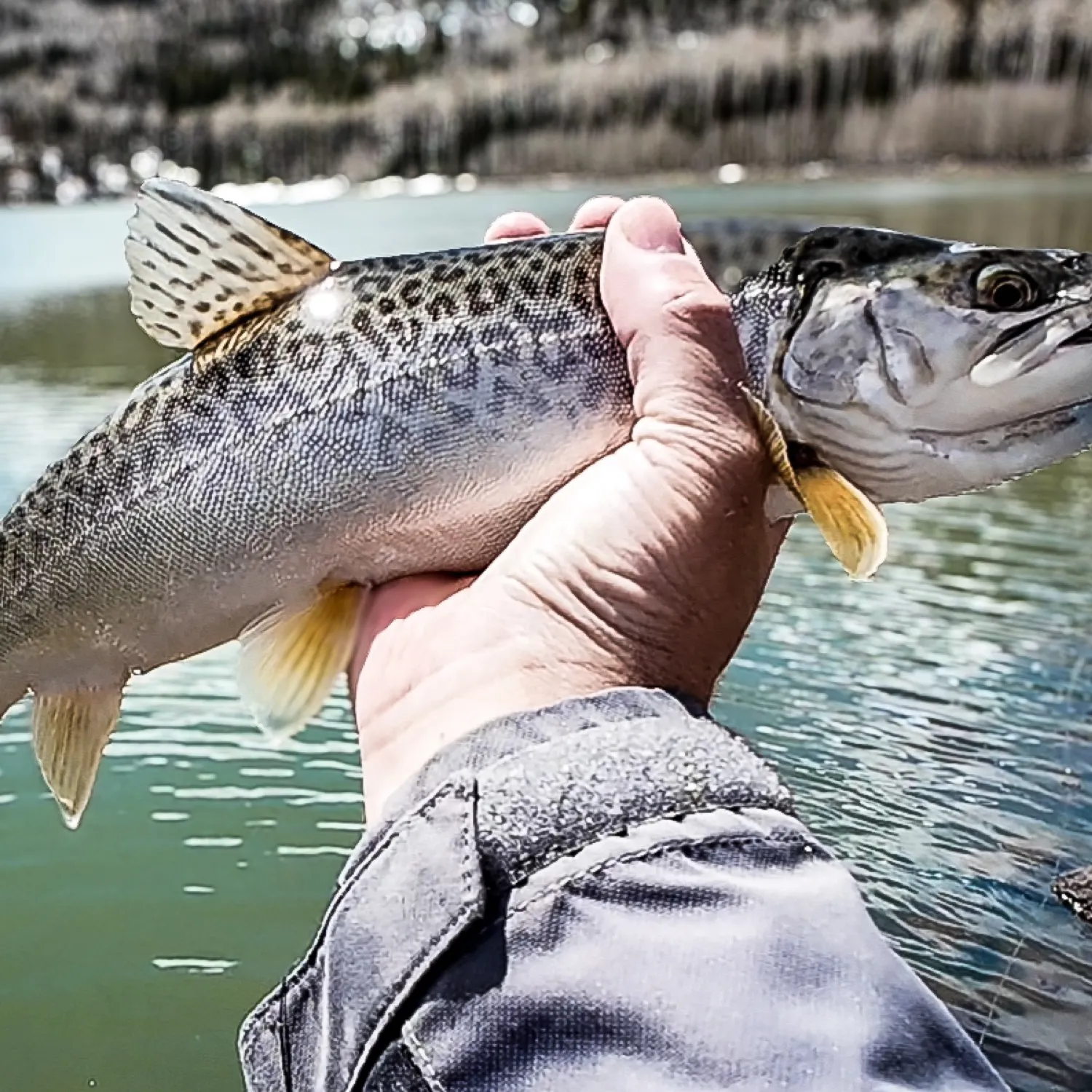 most liked catch image
