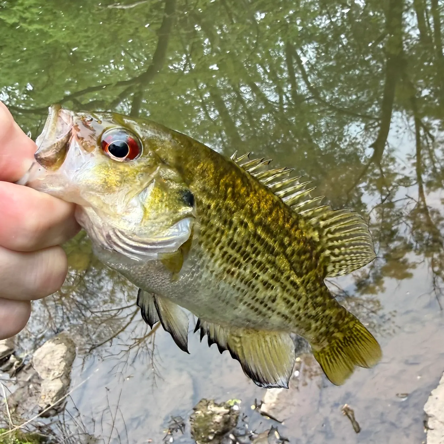 The most recent Rock bass catches on Fishbrain