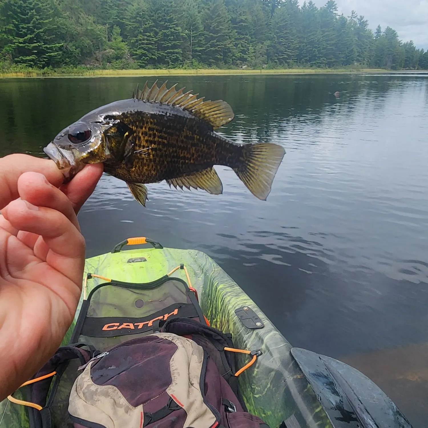 Rock bass caught on Fishbrain