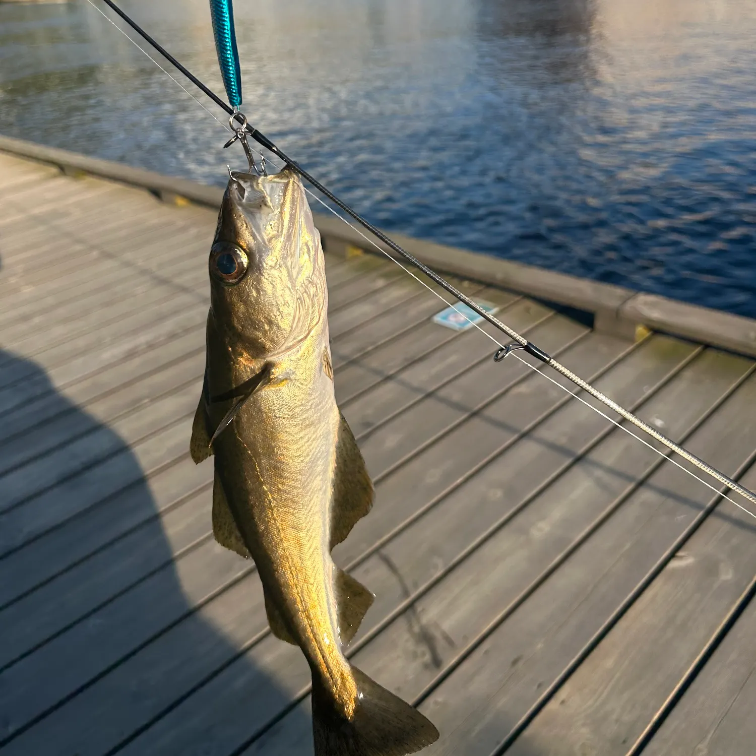 Pollack caught on Fishbrain