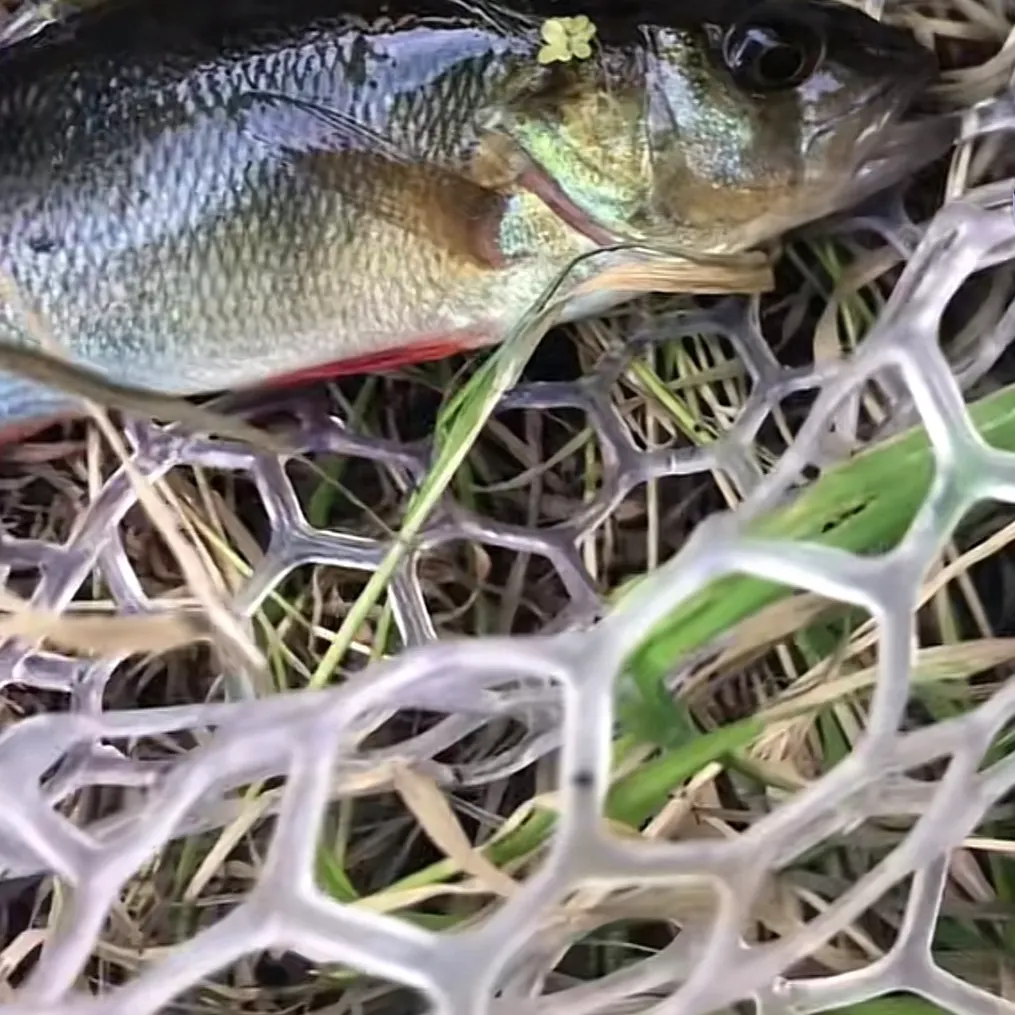 European perch caught on Fishbrain