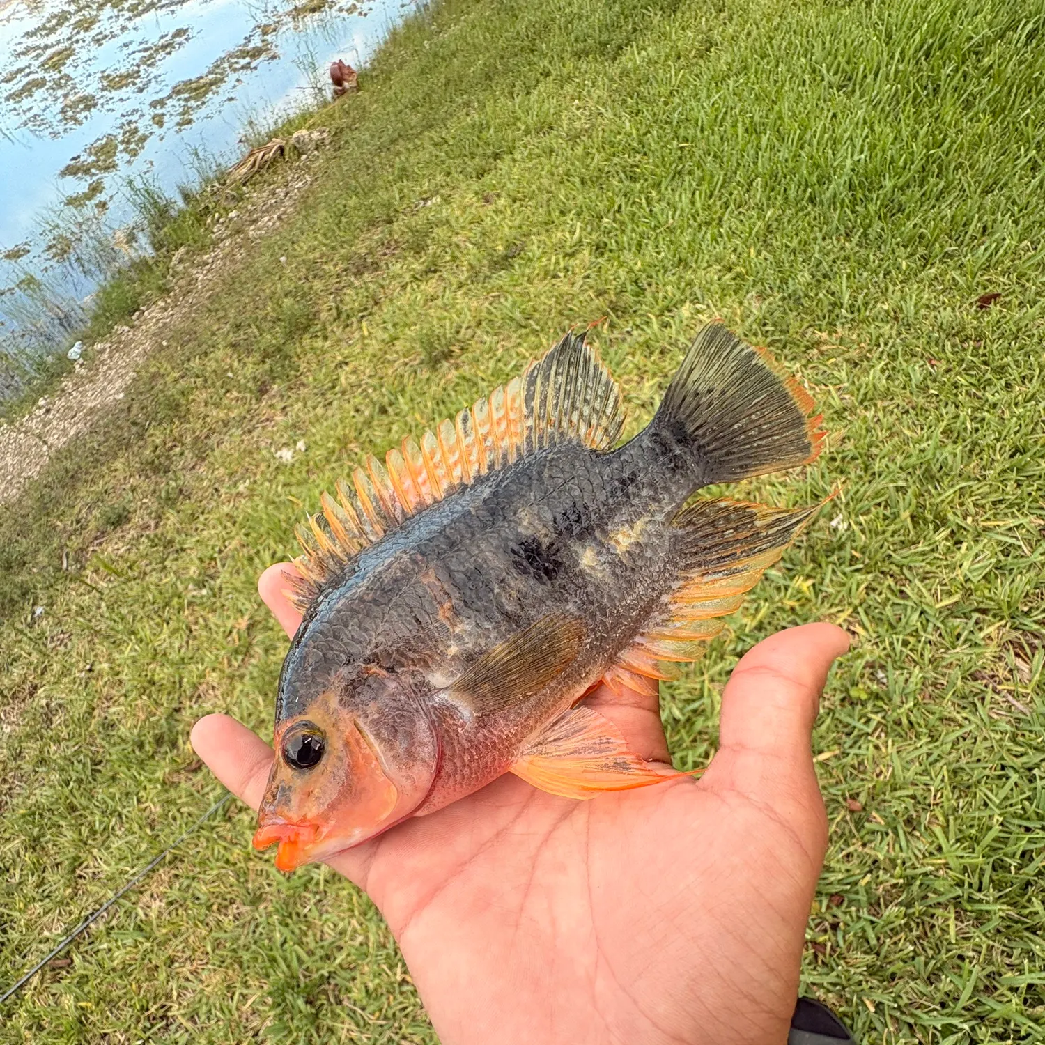 The most recent Midas cichlid catches on Fishbrain