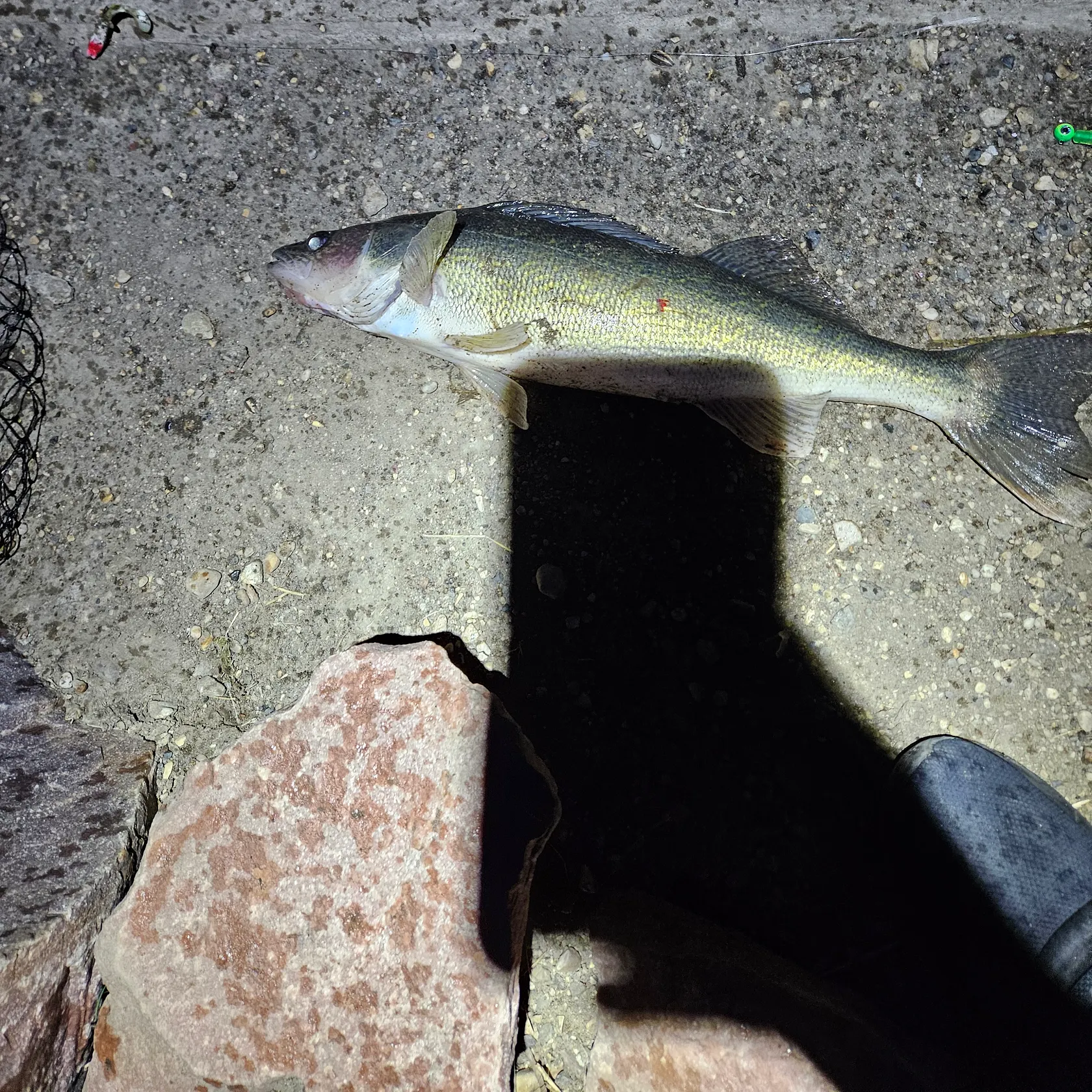 angler catch