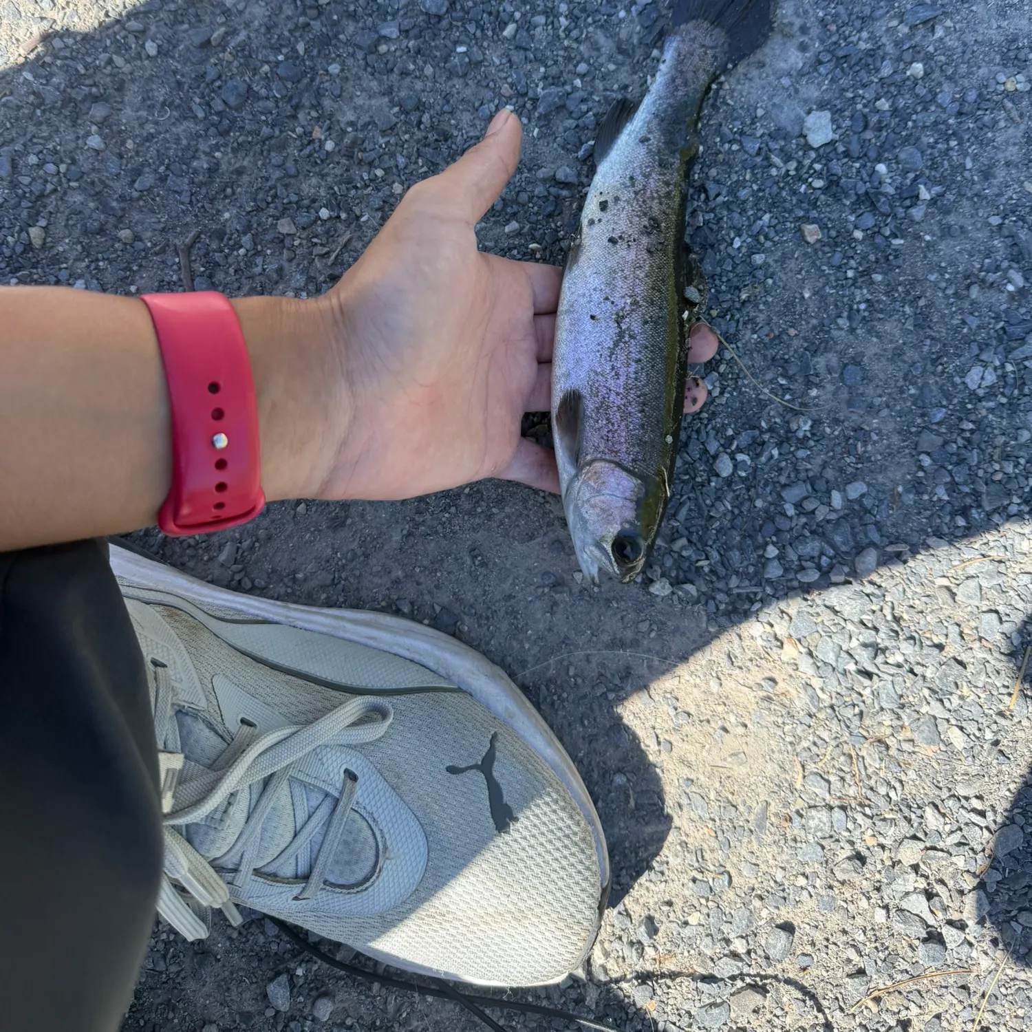 Rainbow trout caught on Fishbrain