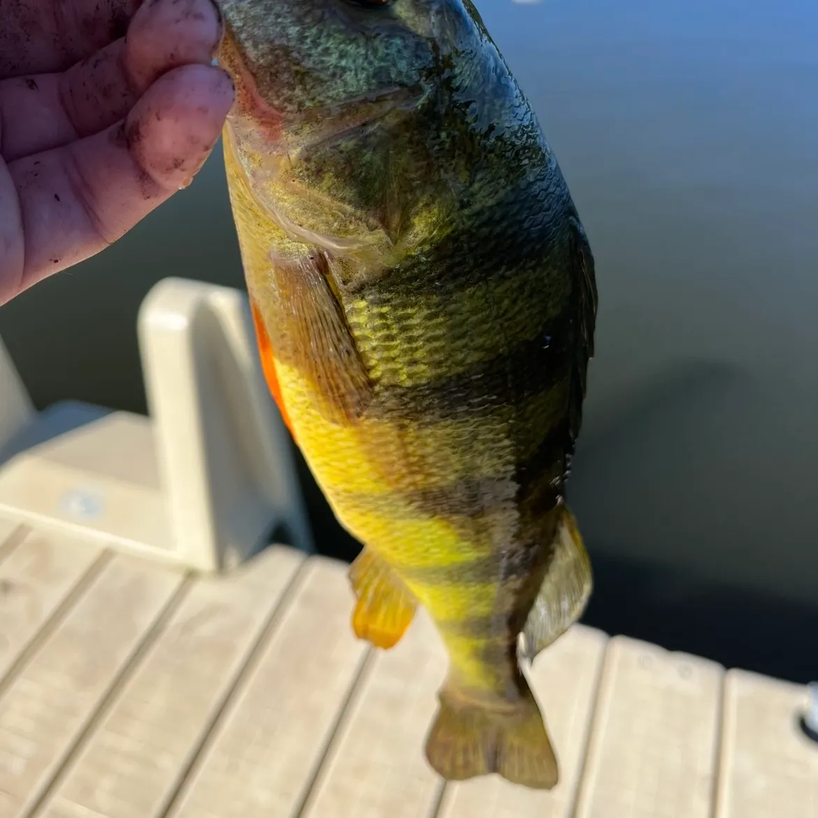 Yellow perch caught on Fishbrain