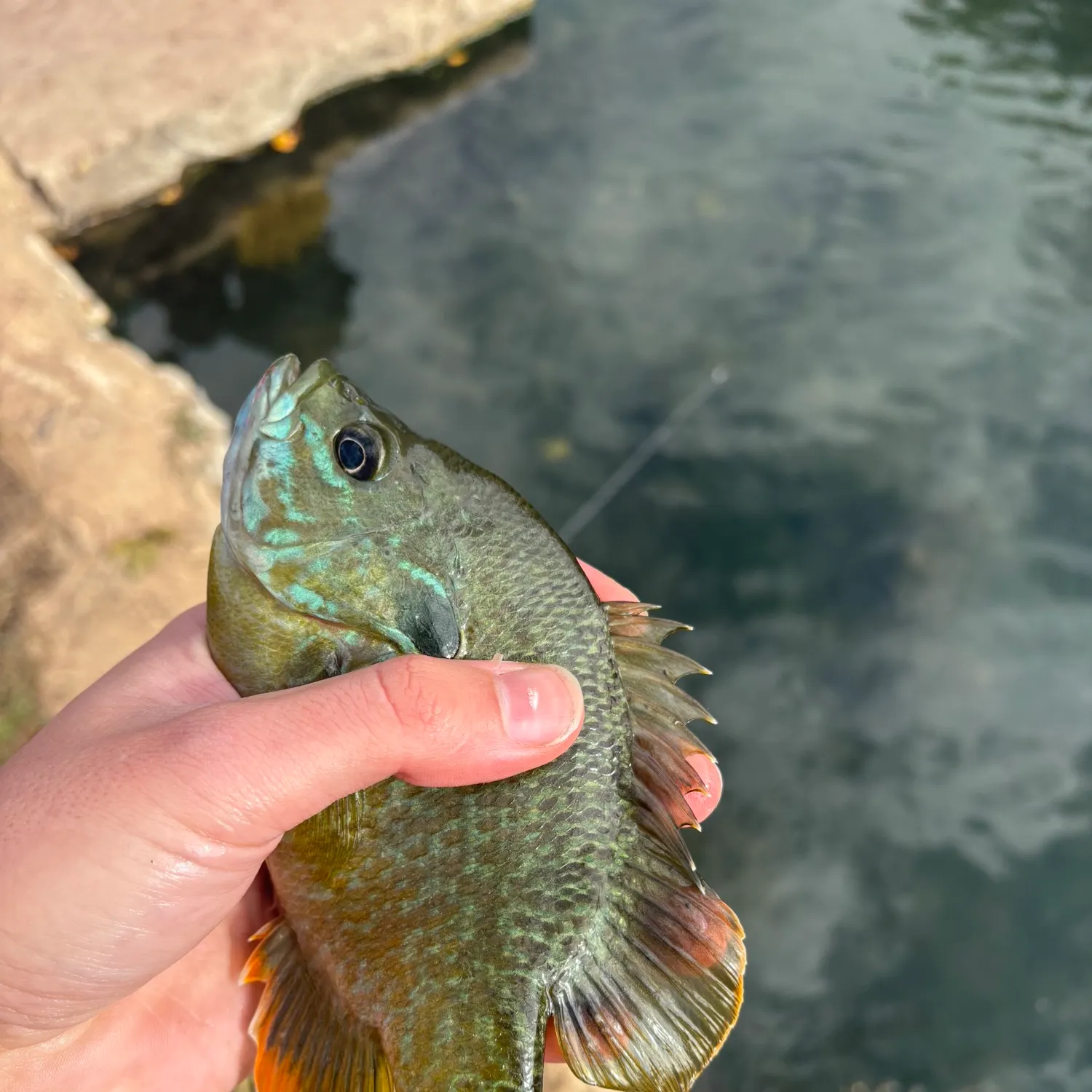 The most recent Greengill hybrid catches on Fishbrain