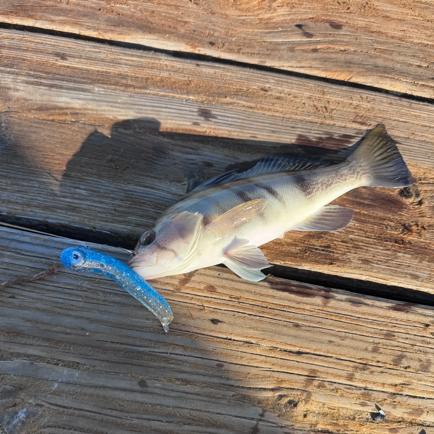 Barred sand bass caught on Fishbrain