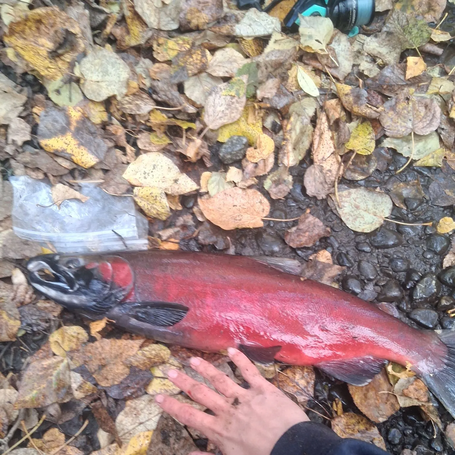 Coho salmon caught on Fishbrain