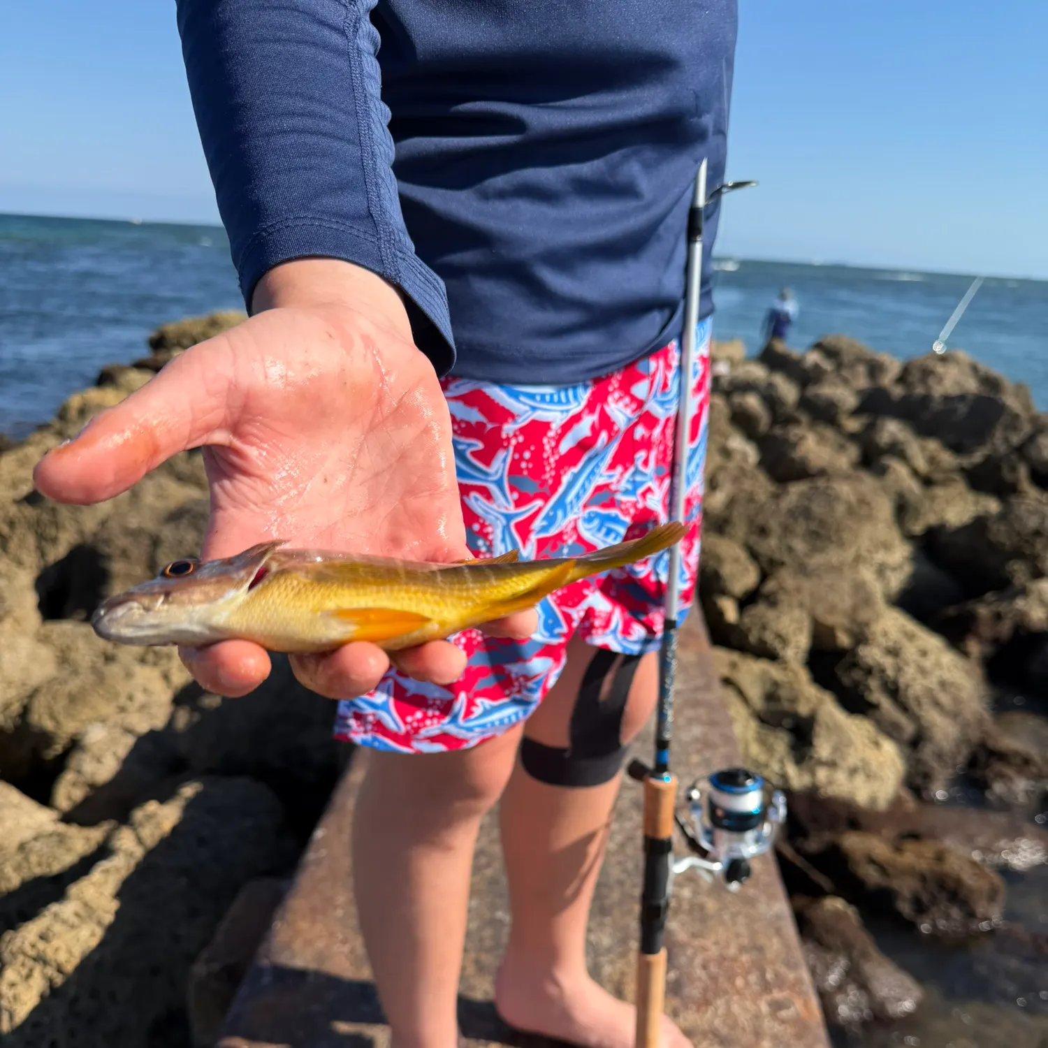 The most recent Schoolmaster snapper catches on Fishbrain