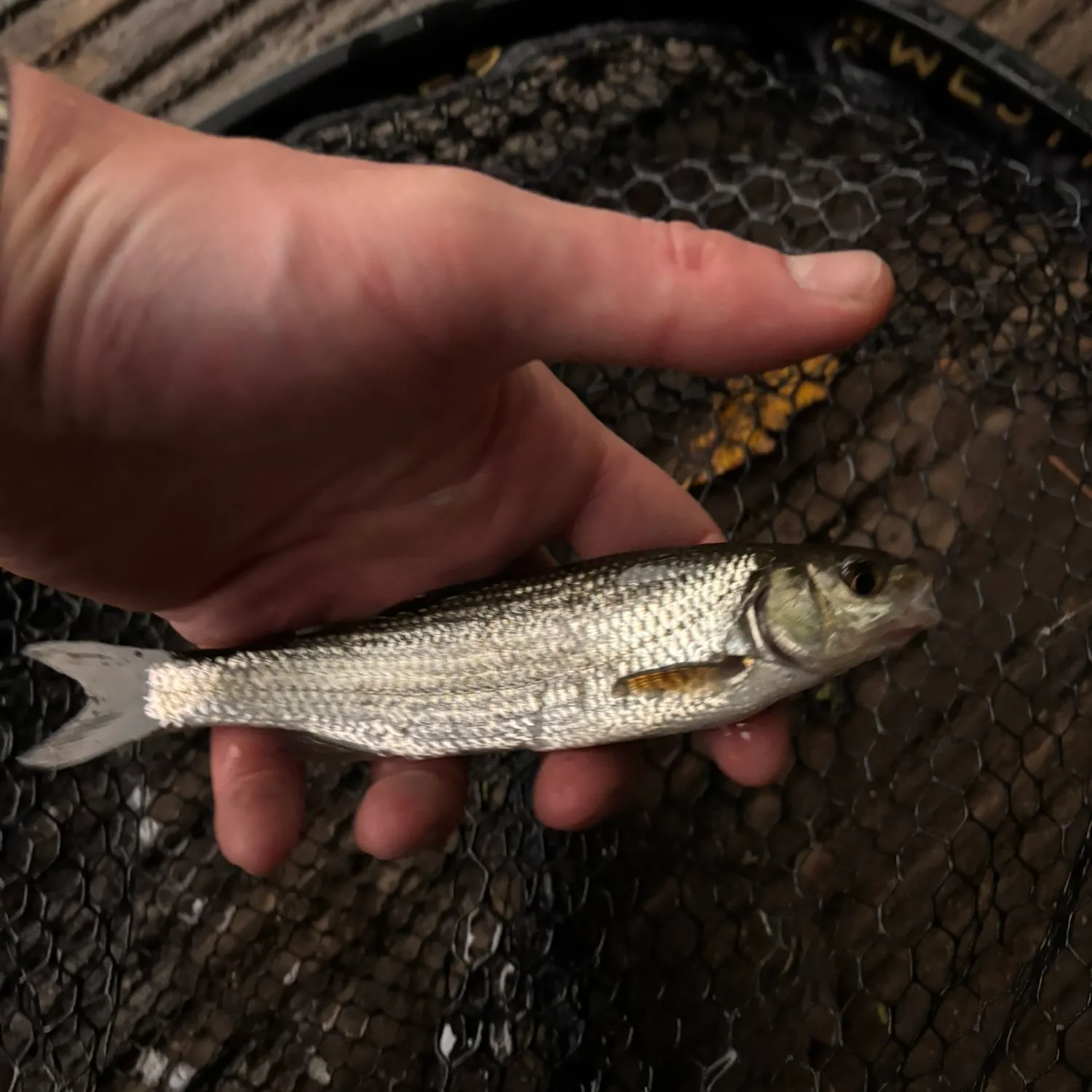 The most recent Common dace catches on Fishbrain