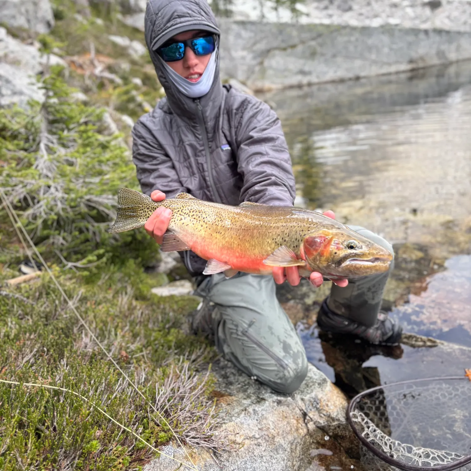 The most recent Westlope cutthroat trout catches on Fishbrain