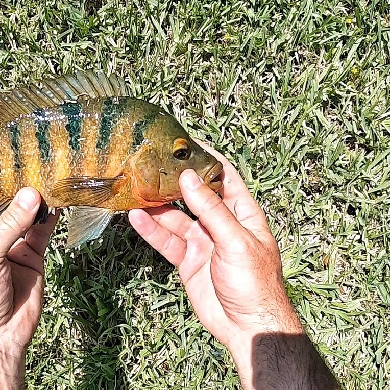 The most recent Mayan cichlid catches on Fishbrain