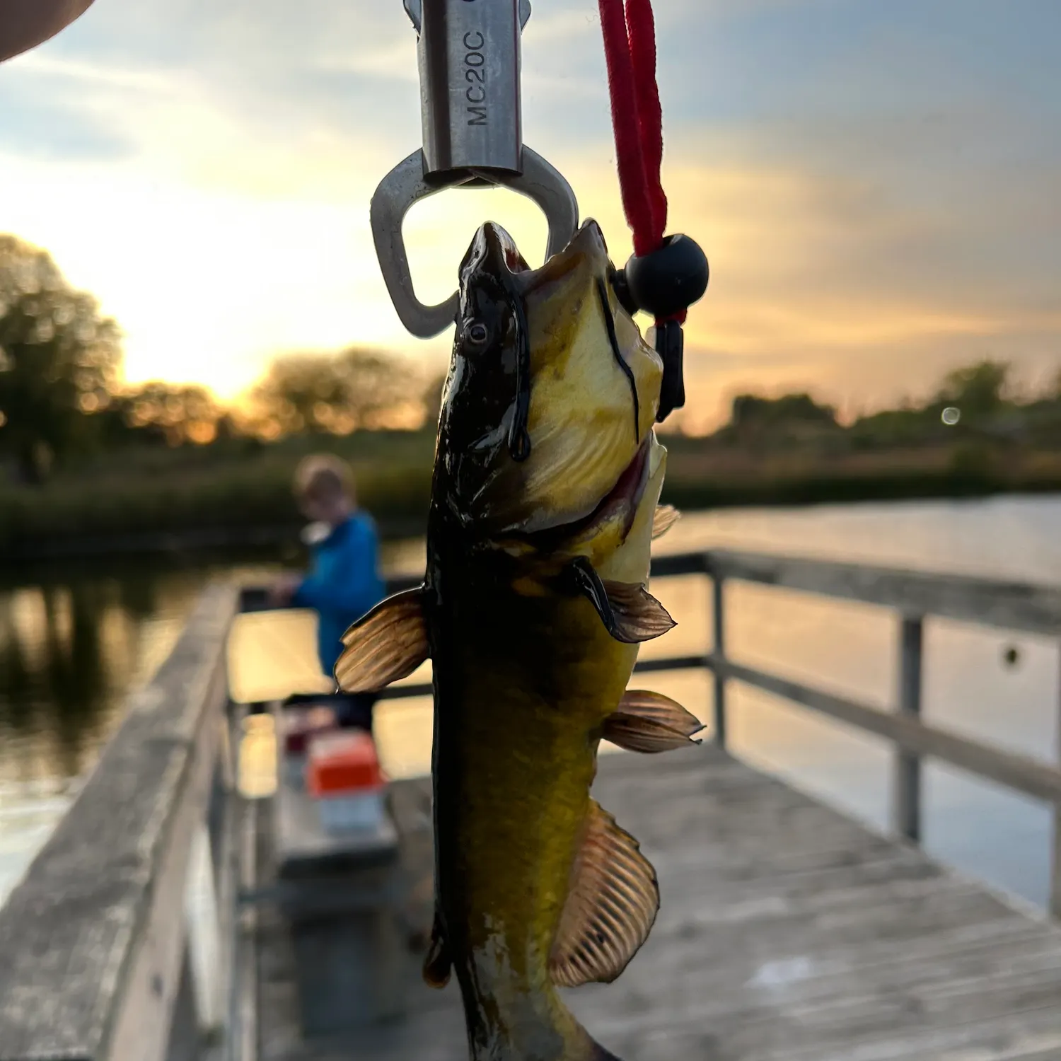 Black bullhead caught on Fishbrain