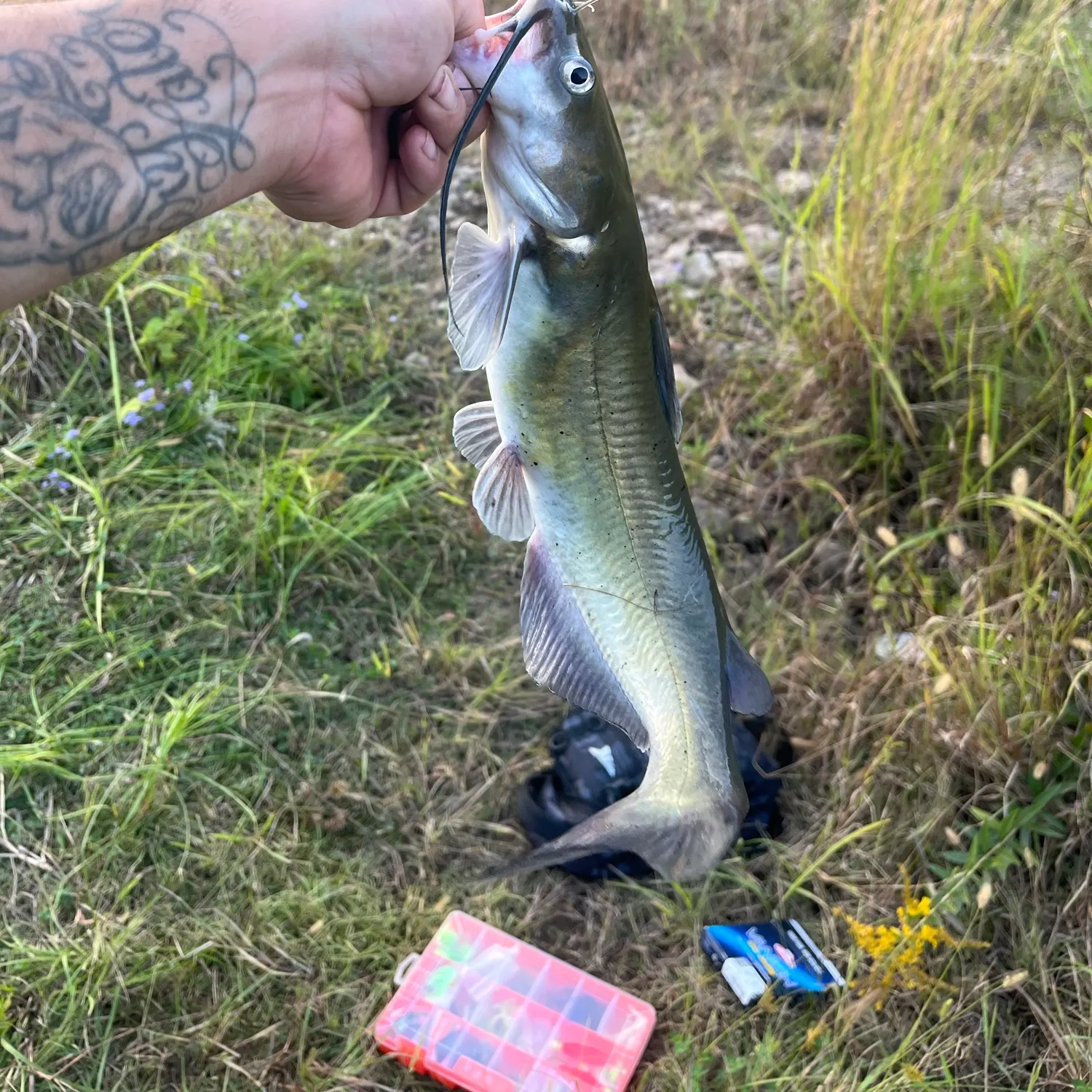 Channel catfish caught on Fishbrain