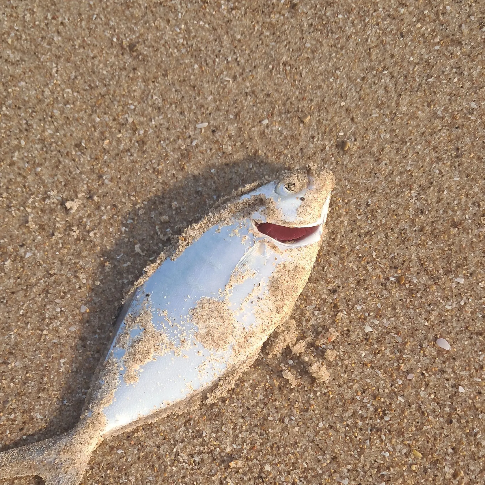 The most recent Derbio pompano catches on Fishbrain