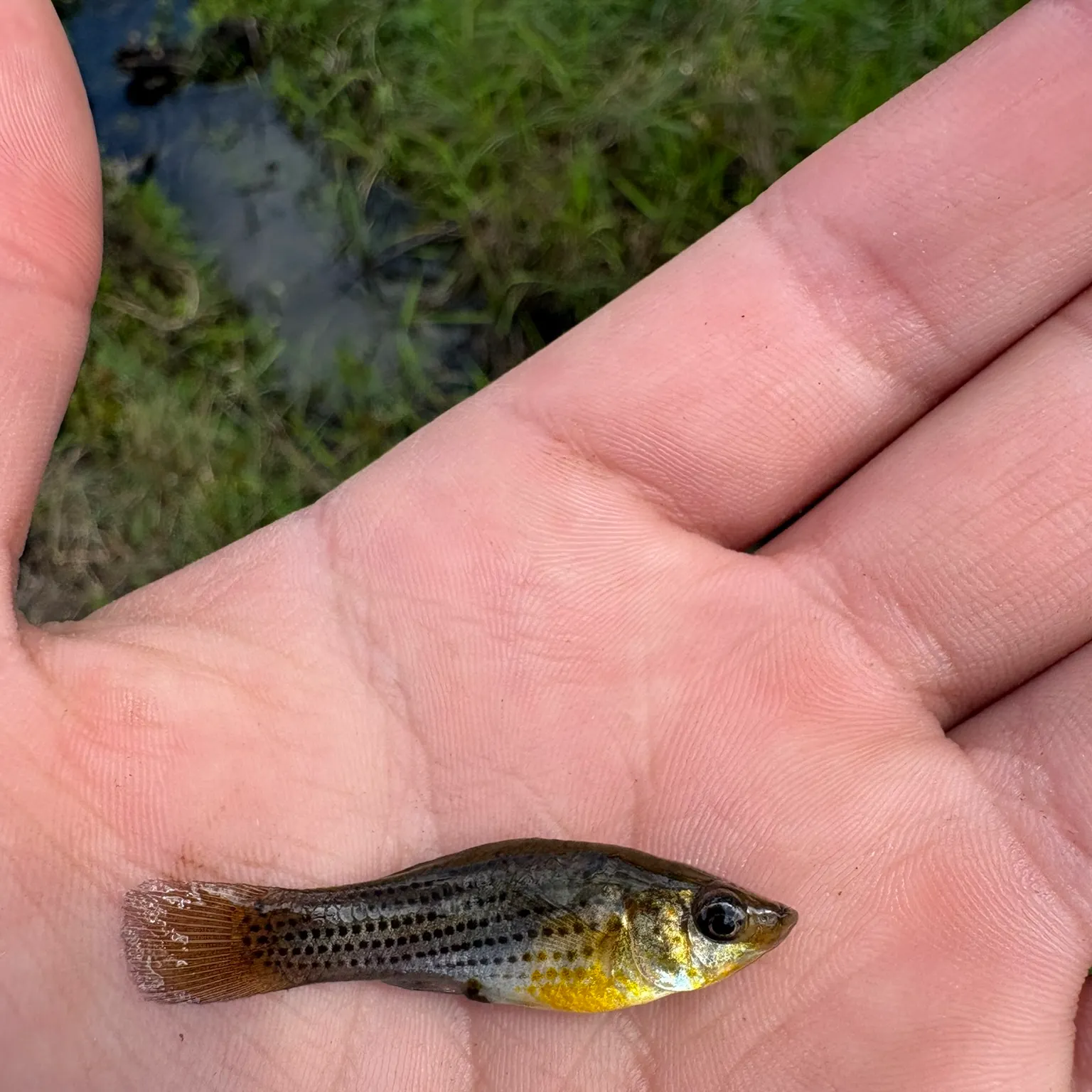 The most recent Sailfin Molly catches on Fishbrain