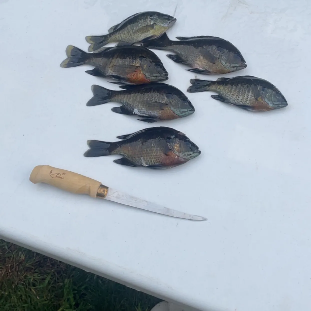 recently logged catches