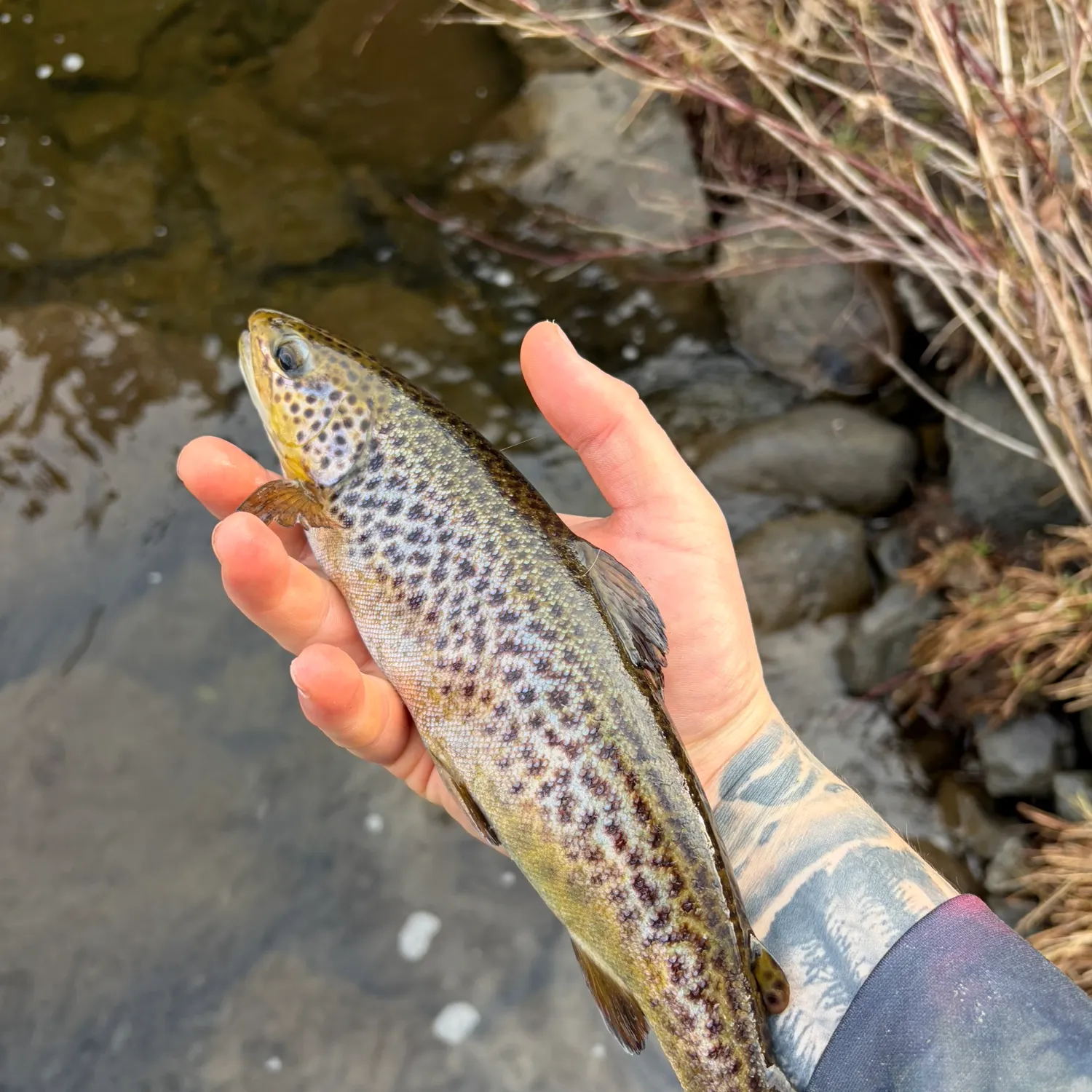 recently logged catches