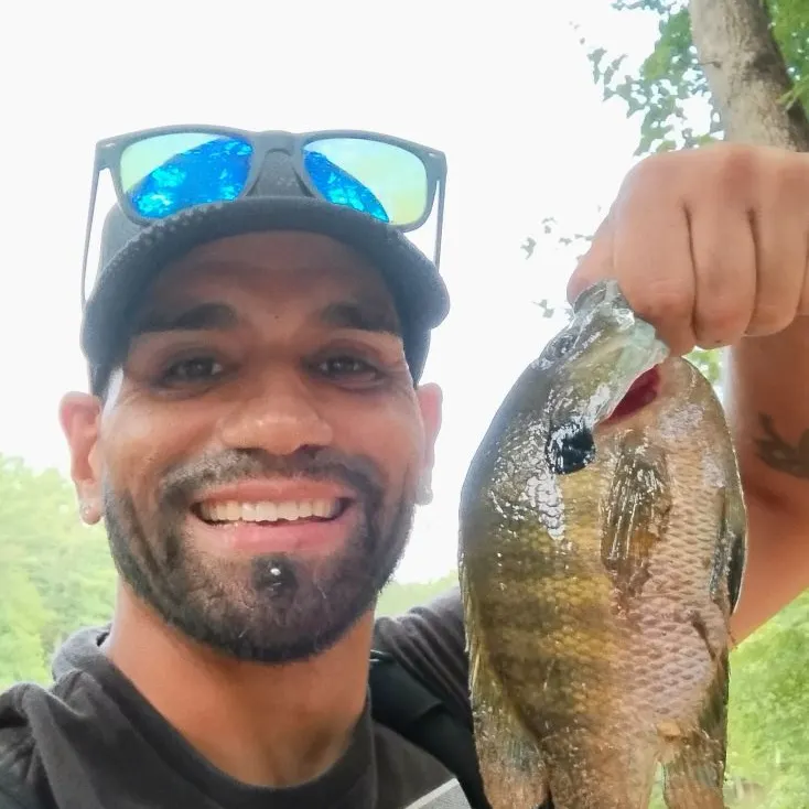 Bluegill x longear sunfish caught on Fishbrain