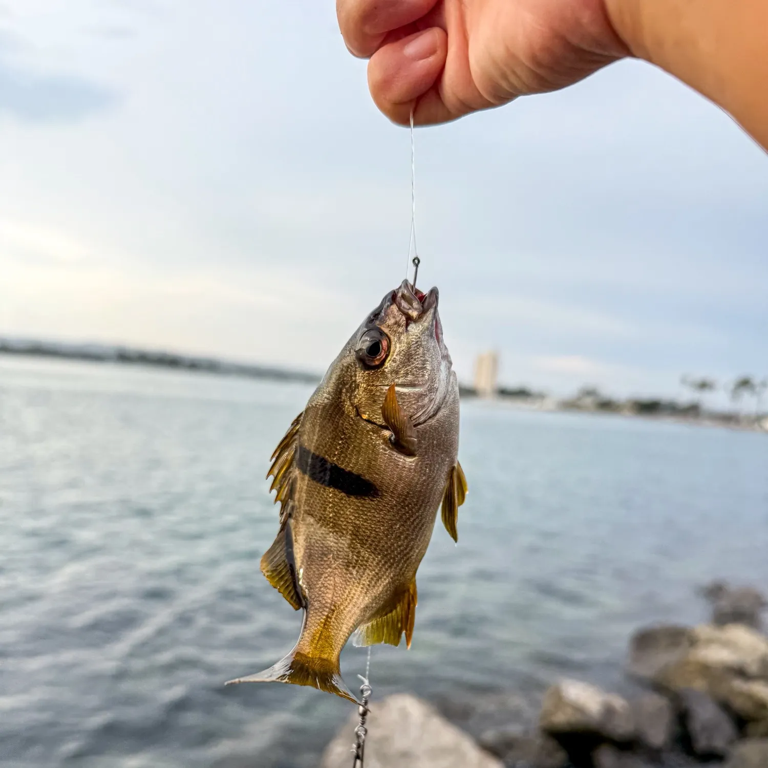 The most recent Sargo catches on Fishbrain