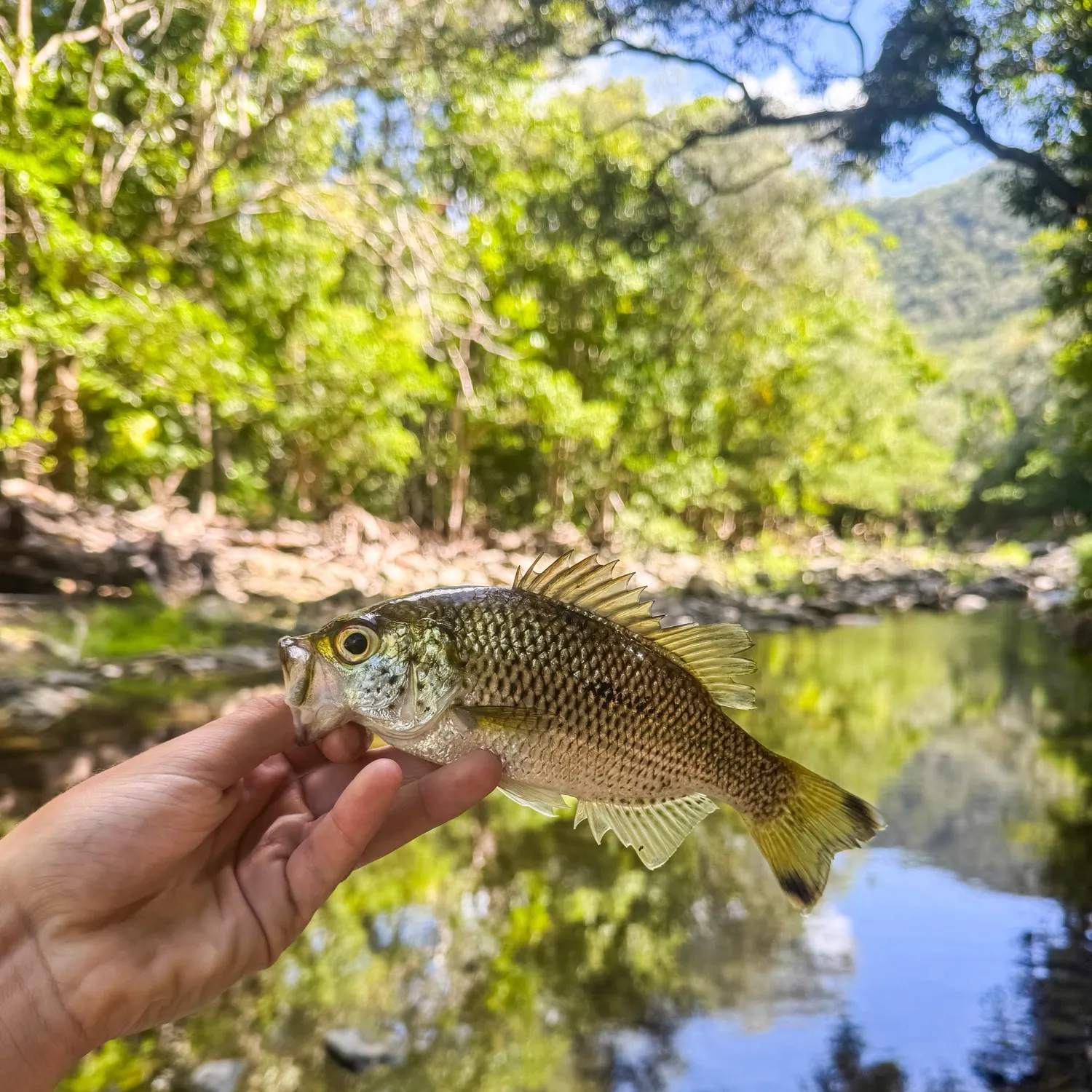 The most recent Rock flagtail catches on Fishbrain