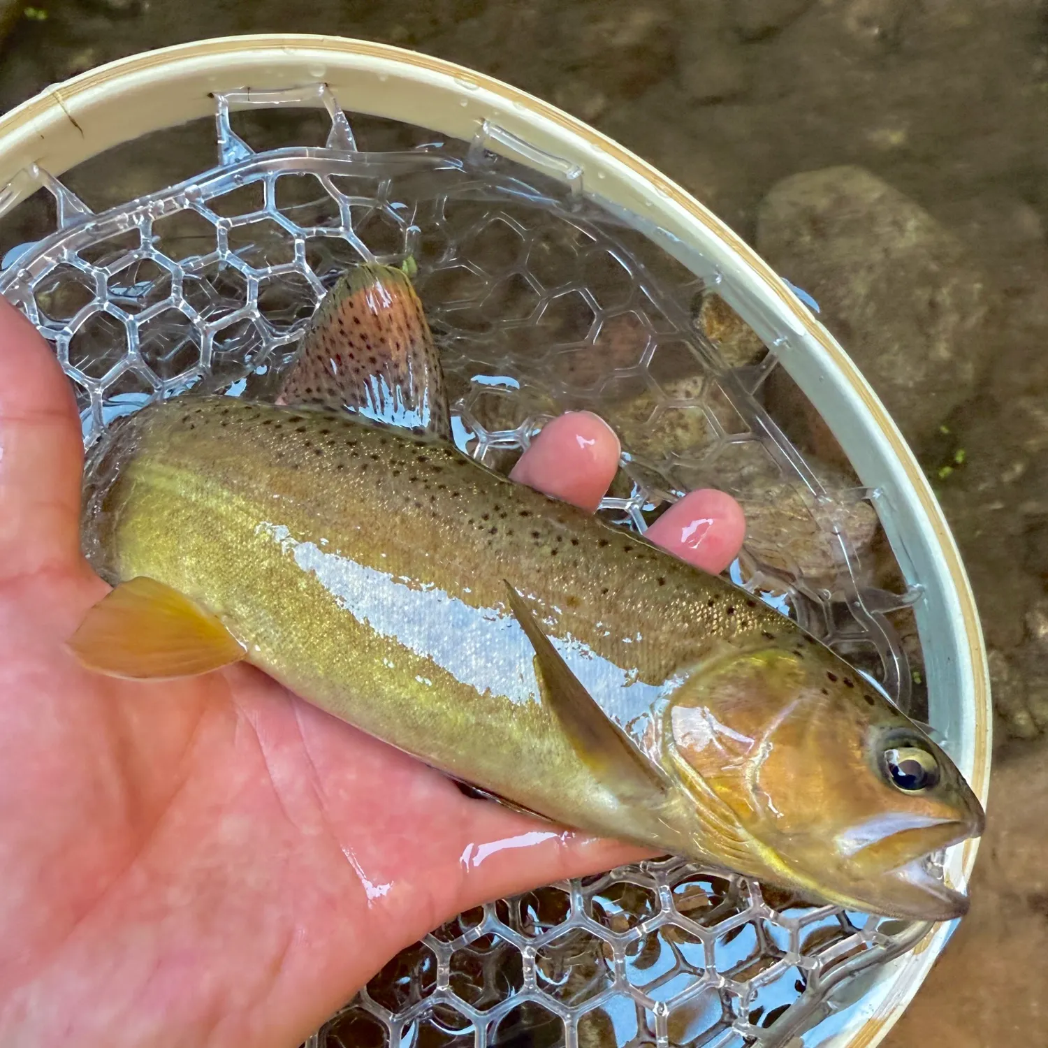 The most recent Gila trout catches on Fishbrain
