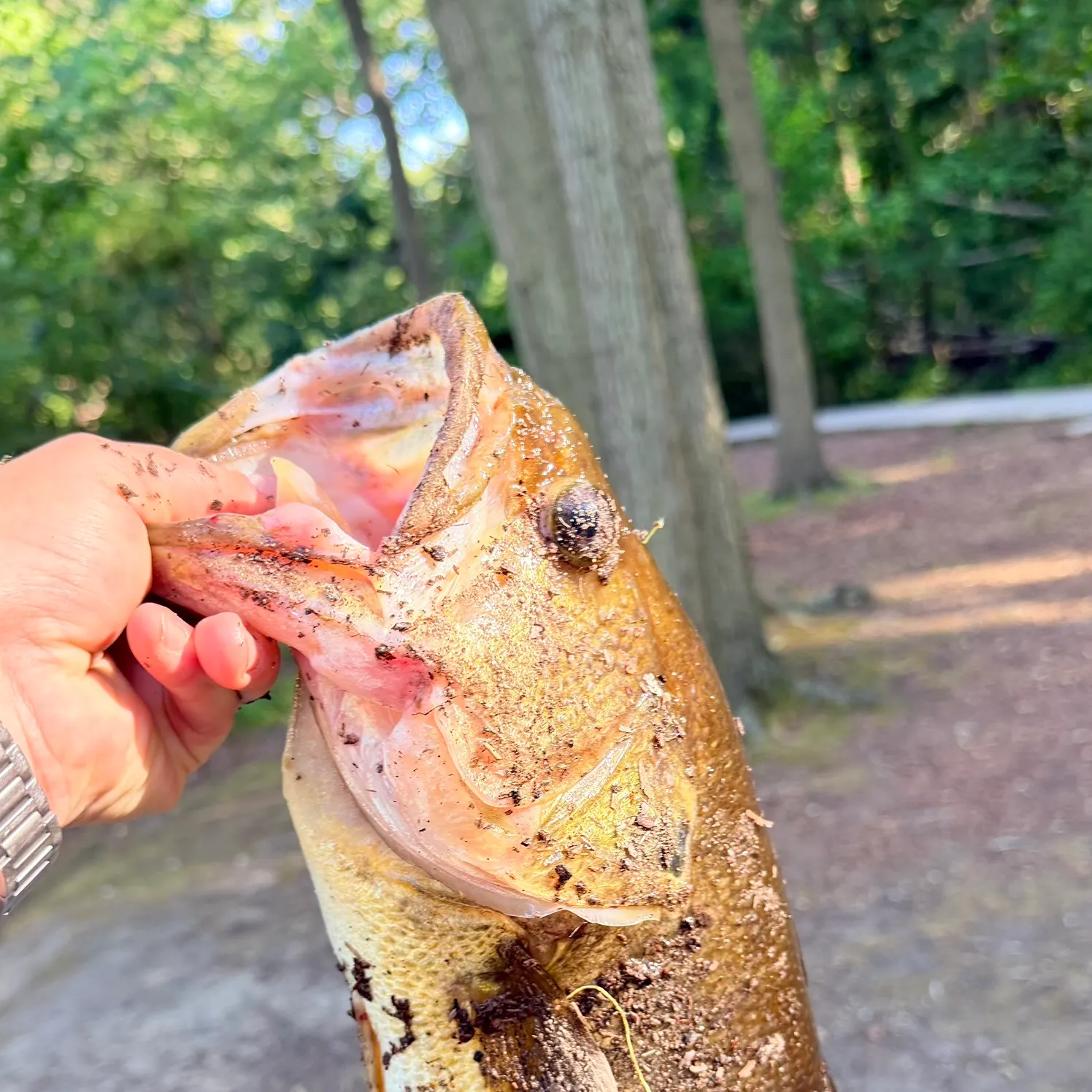 catch