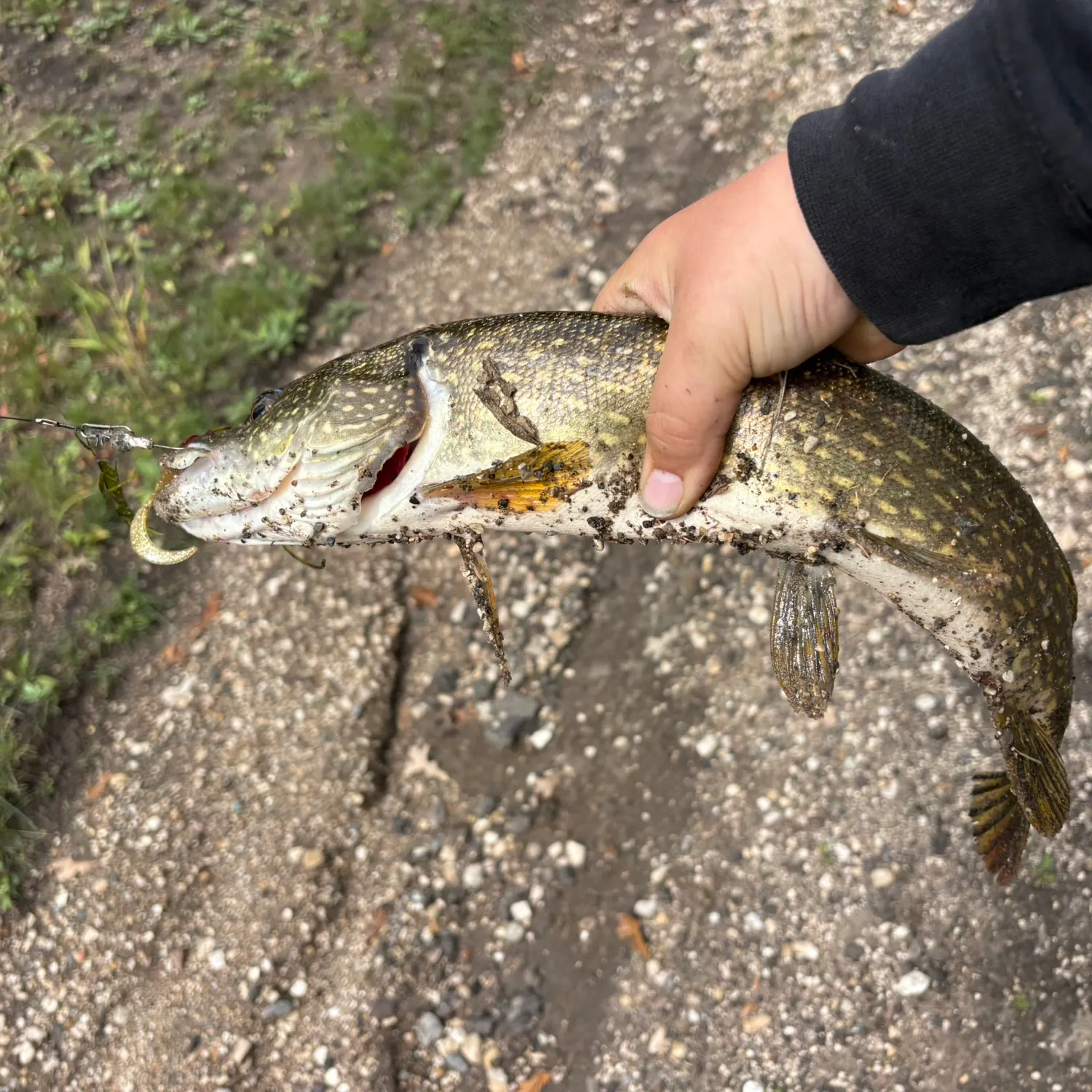 Northern pike caught on Fishbrain