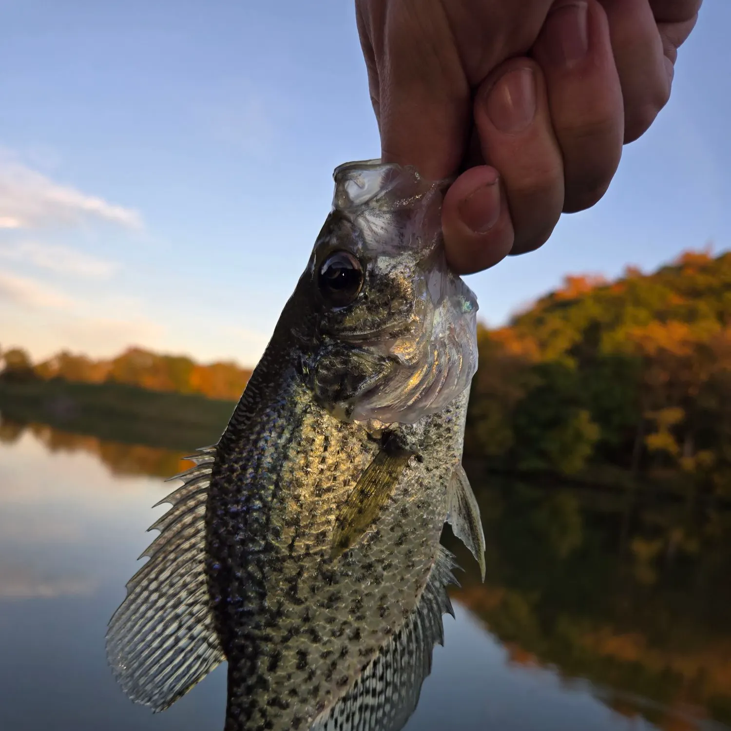 White crappie caught on Fishbrain