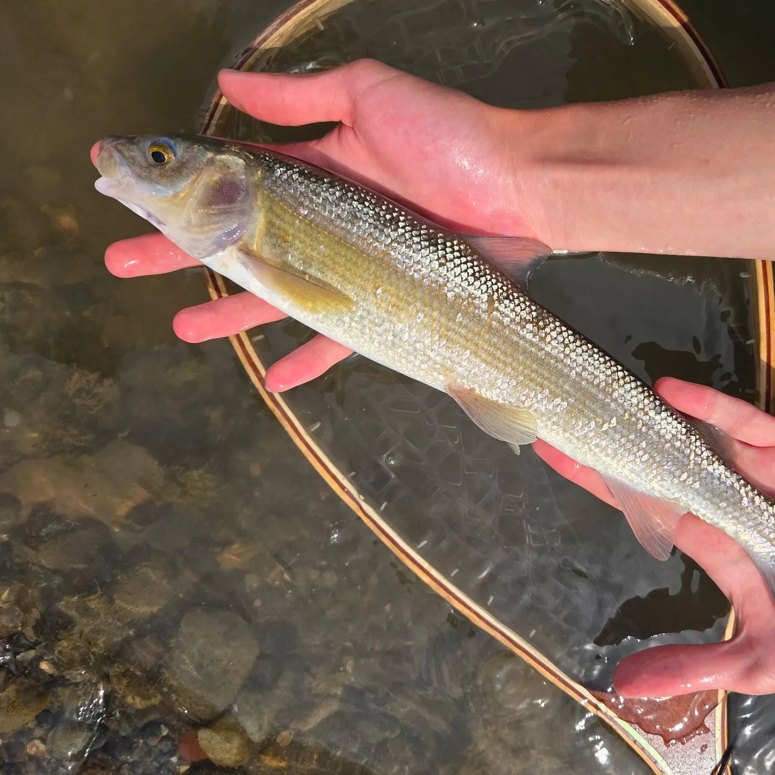 Mountain whitefish caught on Fishbrain
