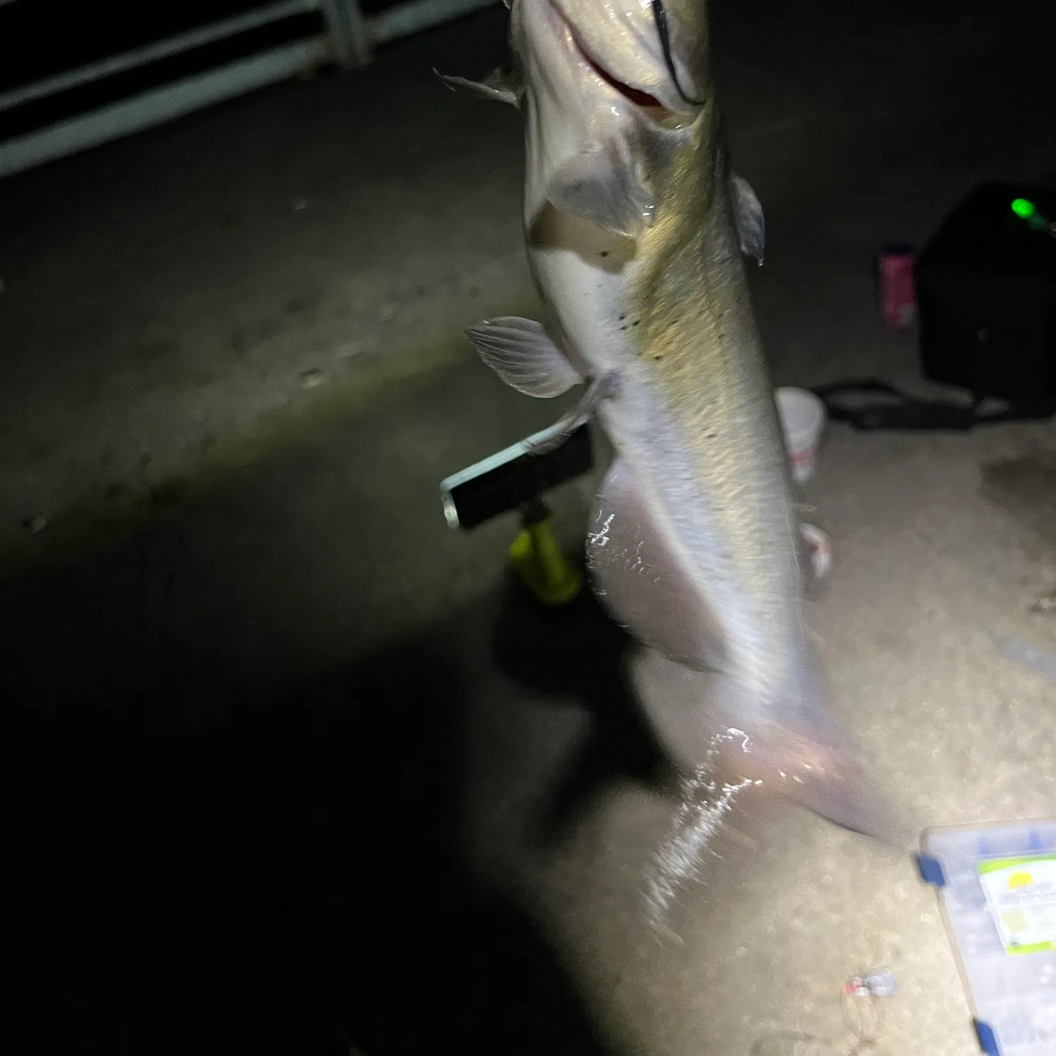 Channel catfish caught on Fishbrain
