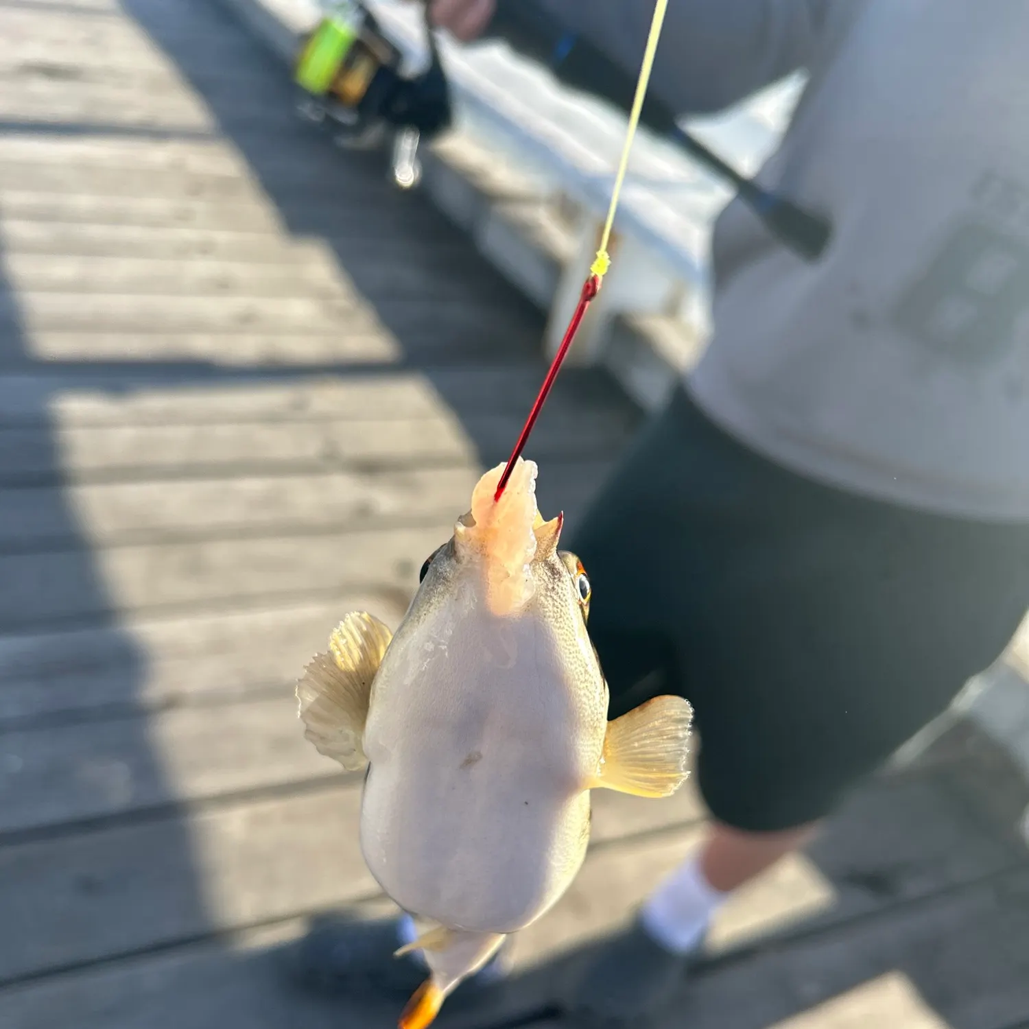 Fish caught on Fishbrain