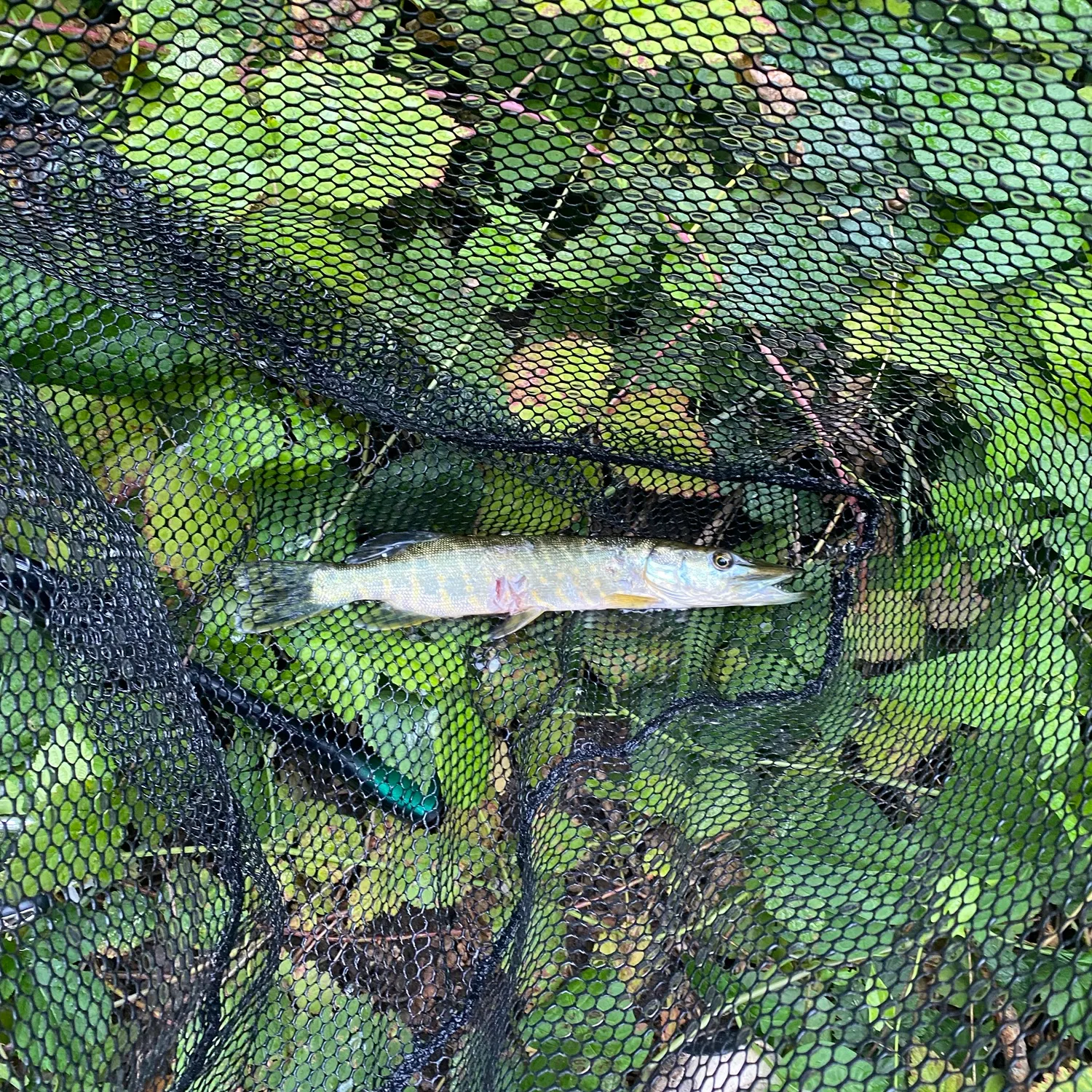 Northern pike caught on Fishbrain