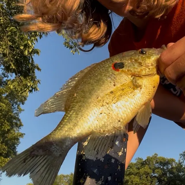 The most recent Redear sunfish catches on Fishbrain