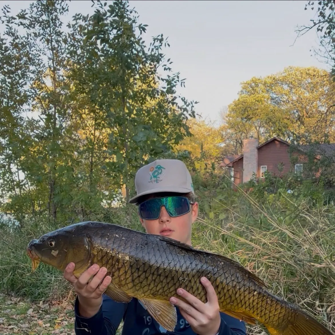 Common carp caught on Fishbrain