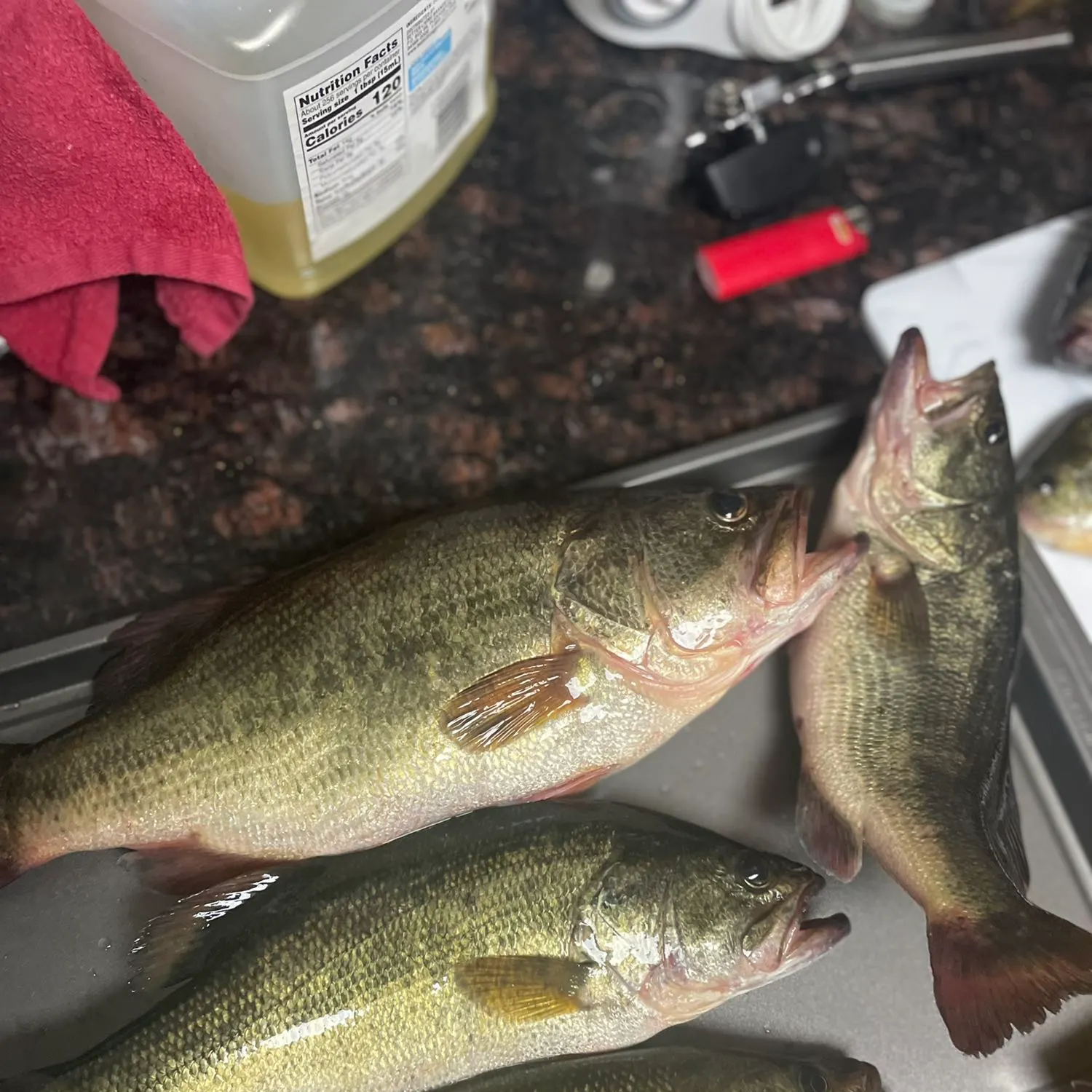 recently logged catches