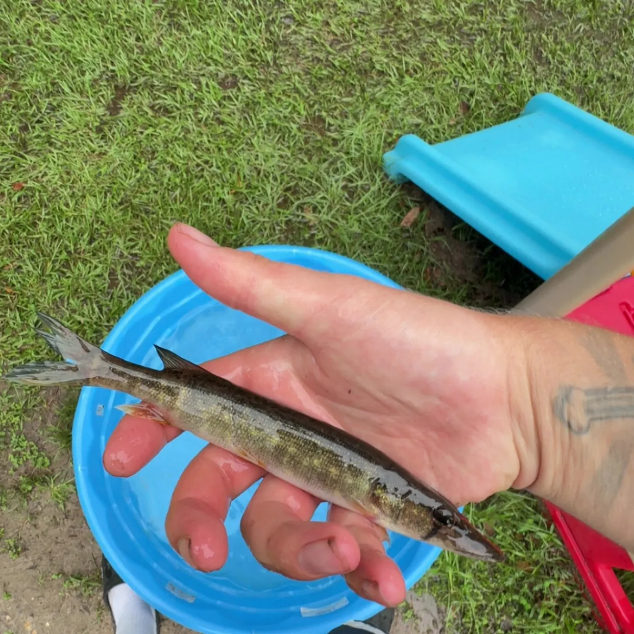 The most recent Grass pickerel catches on Fishbrain