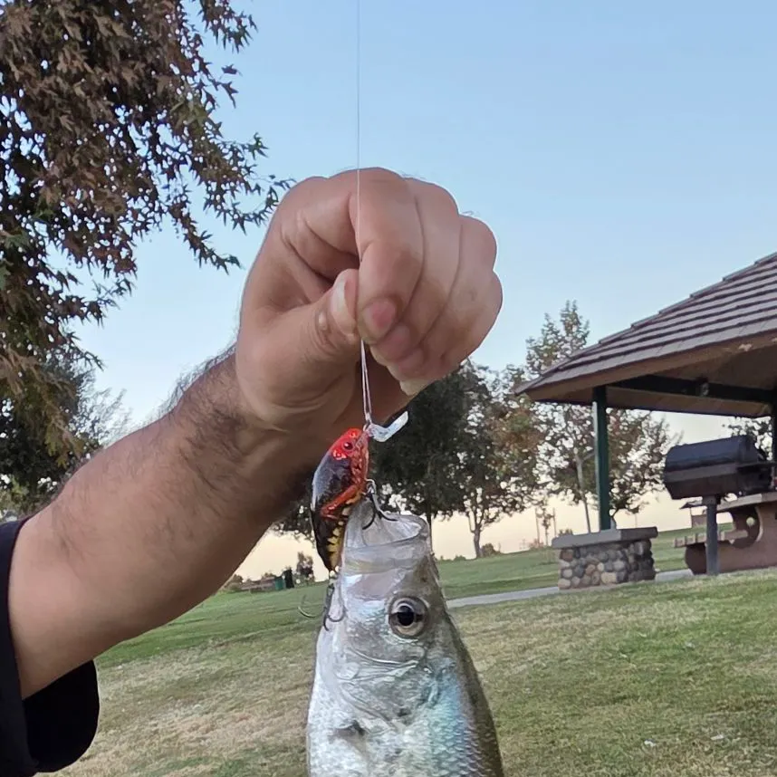 Black crappie caught on Fishbrain