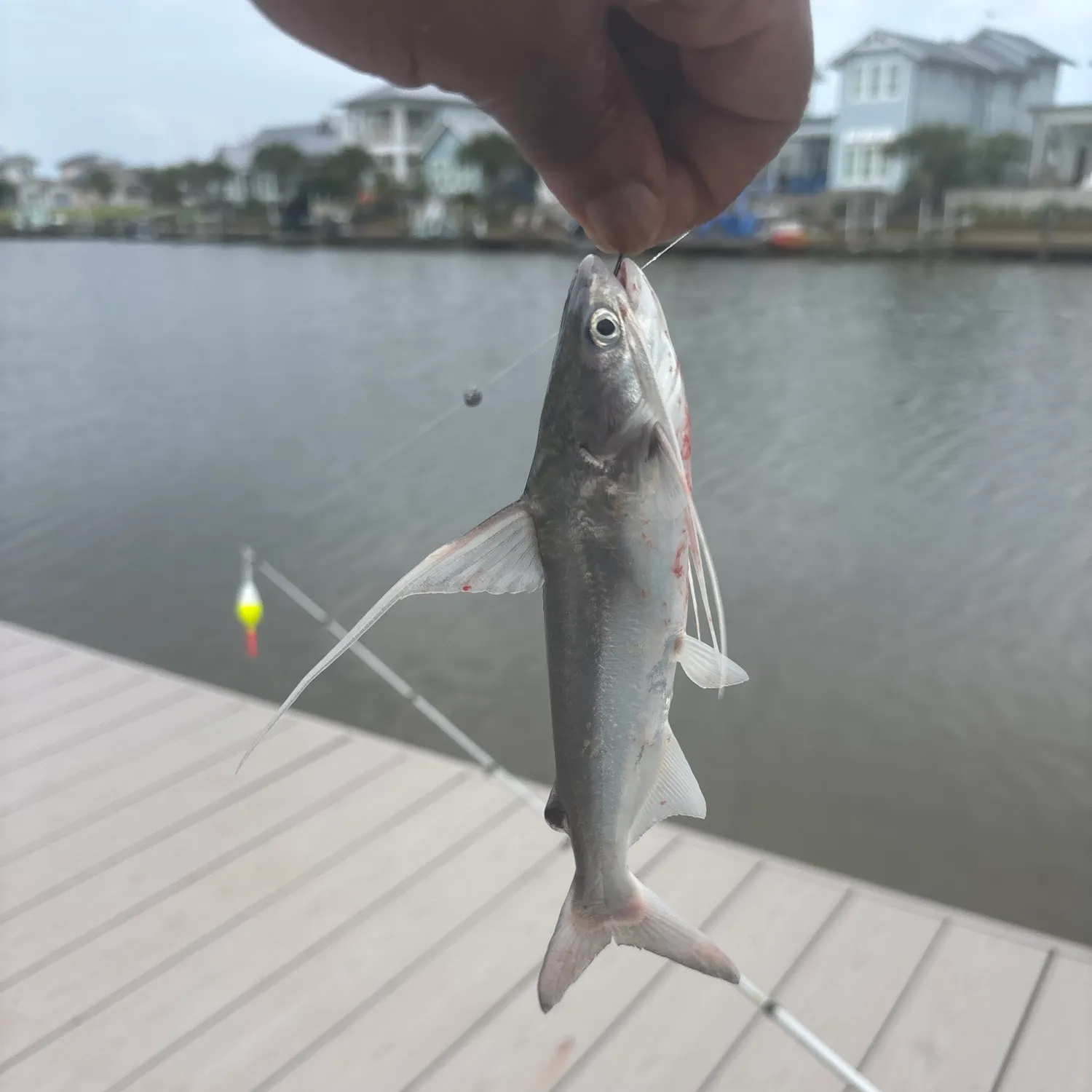 Gafftopsail sea catfish caught on Fishbrain