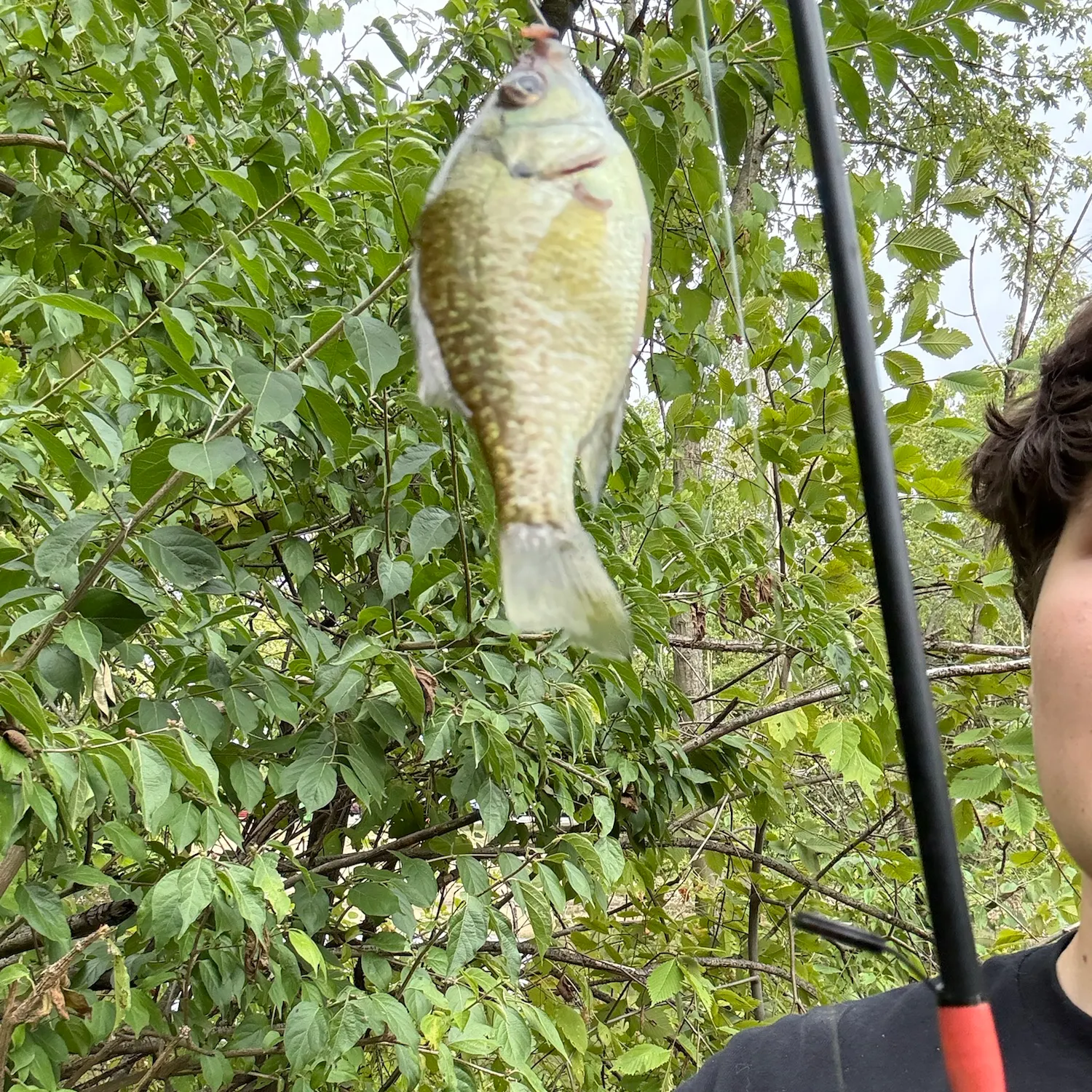 Green sunfish caught on Fishbrain
