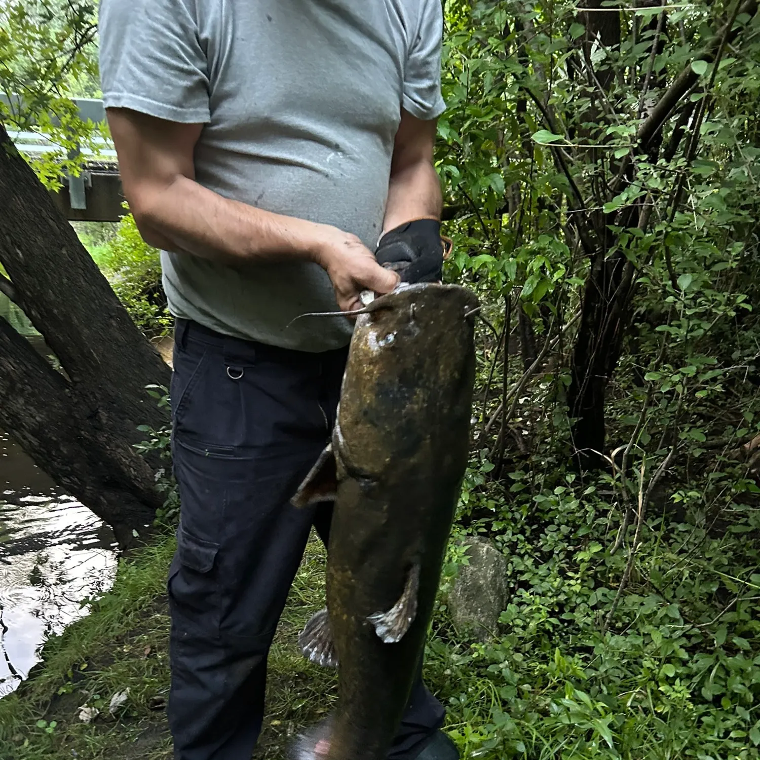 Flathead catfish caught on Fishbrain