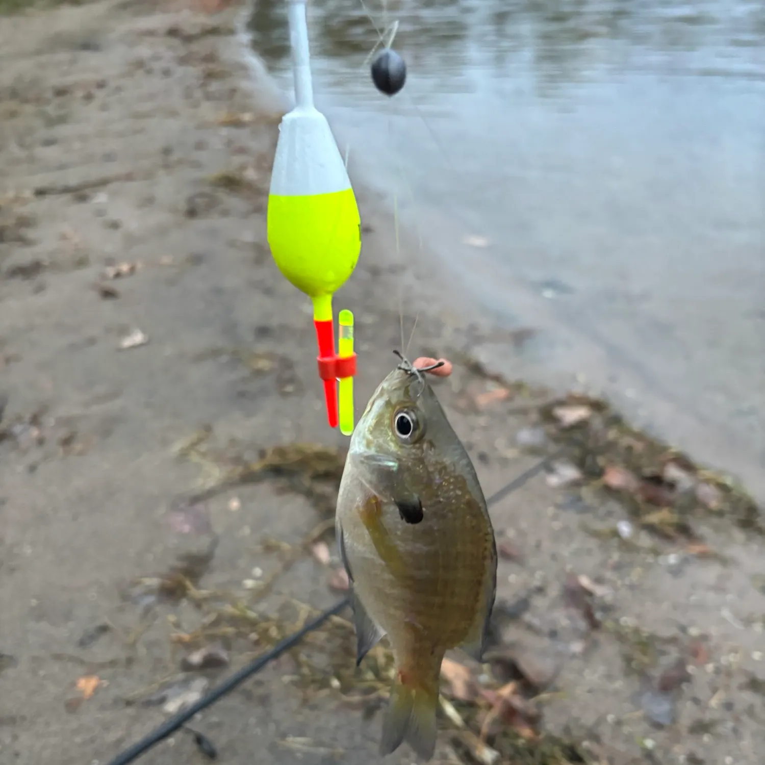 Bluegill caught on Fishbrain