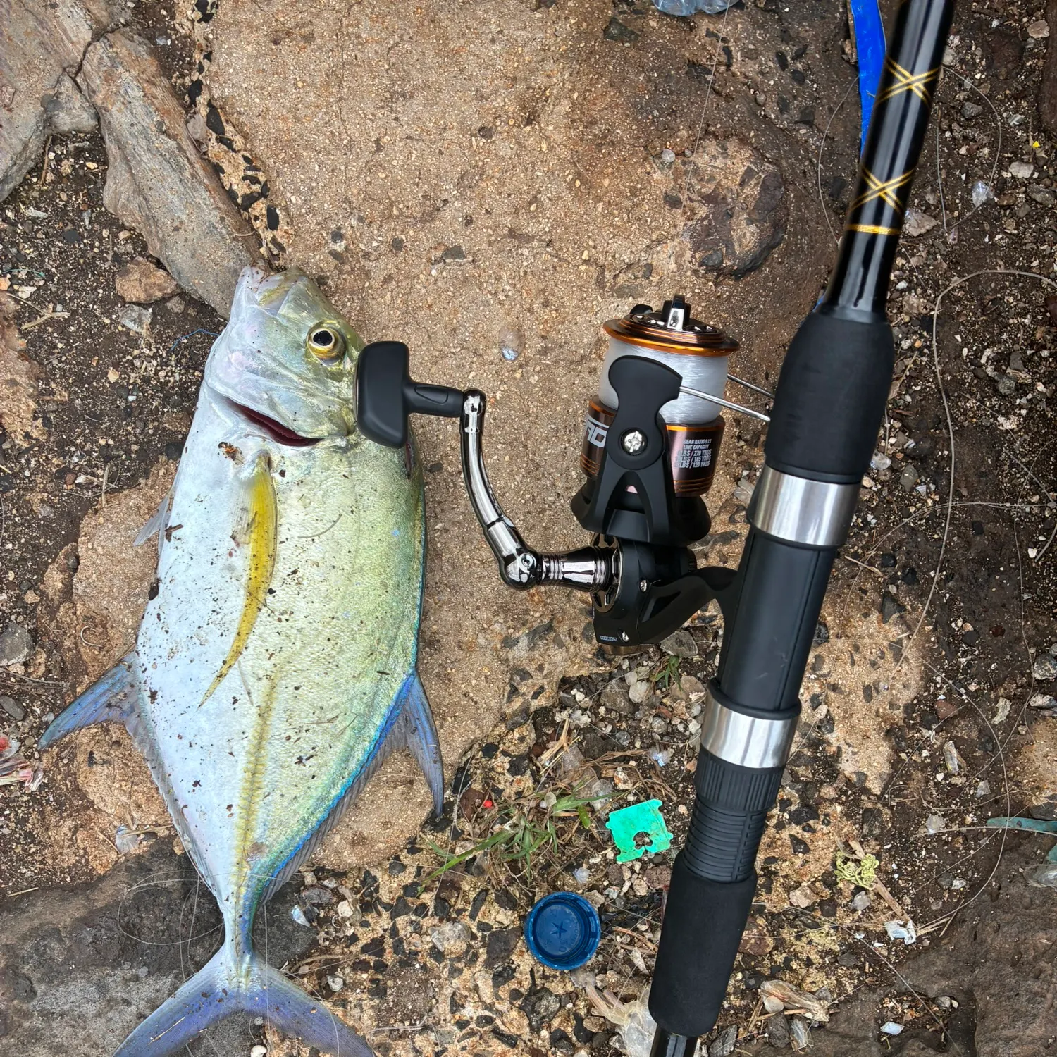 The most recent Bluefin trevally catches on Fishbrain