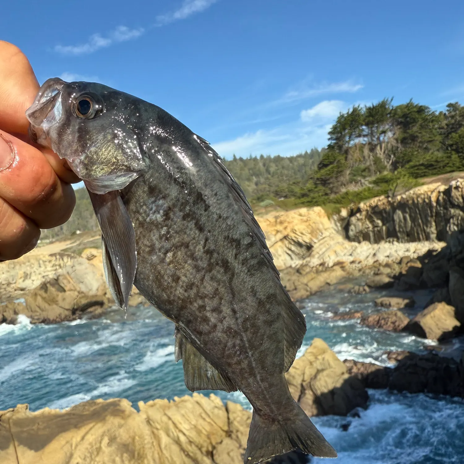 The most recent Blue rockfish catches on Fishbrain
