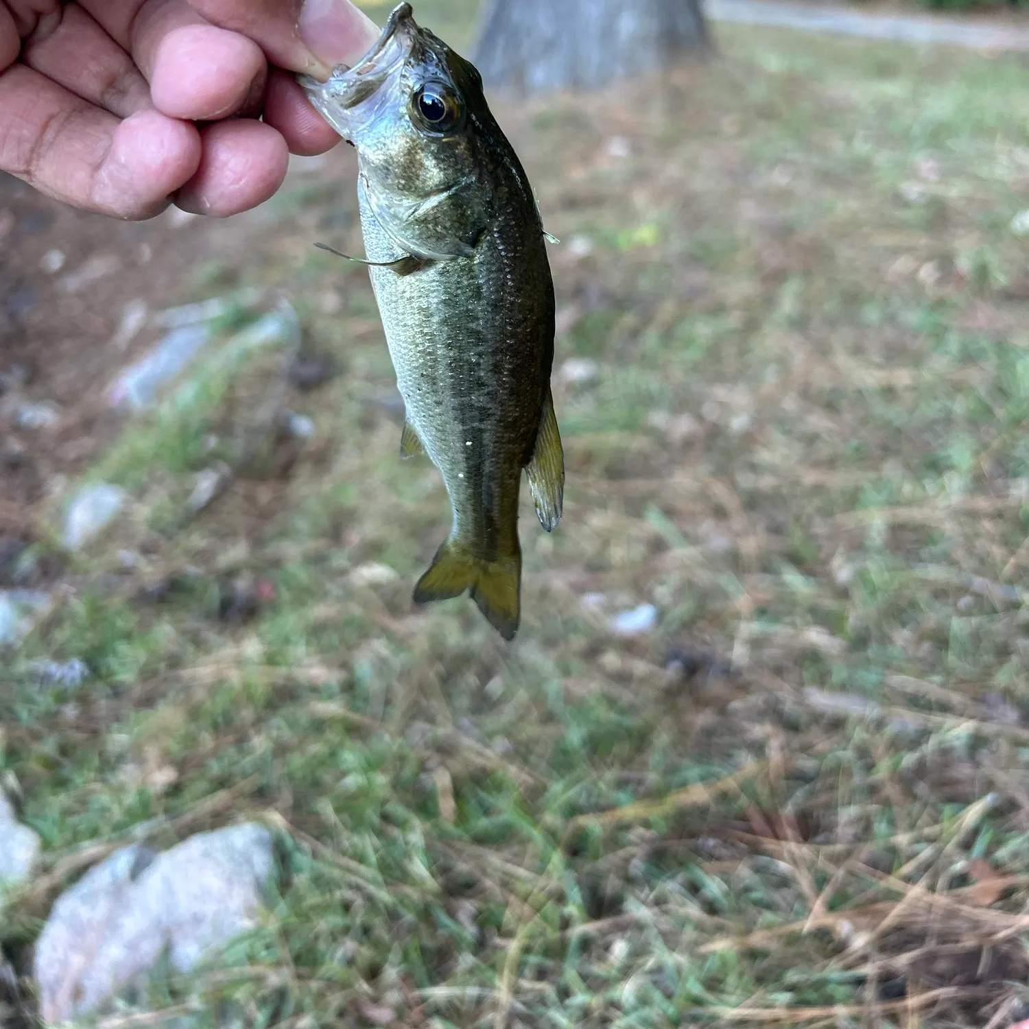 Spotted bass caught on Fishbrain